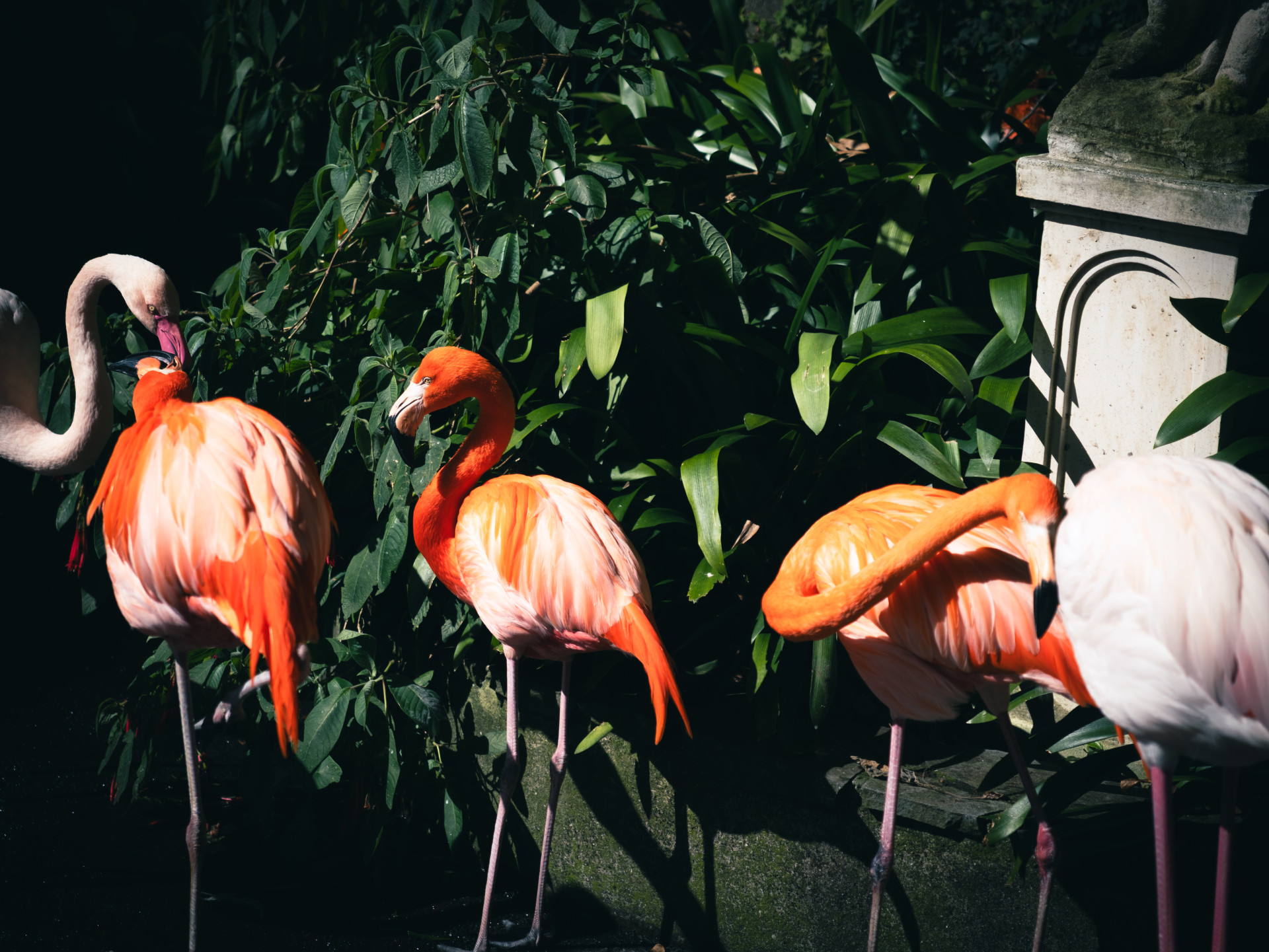 American Flamingos (Phoenicopterus ruber) at Monte Palace