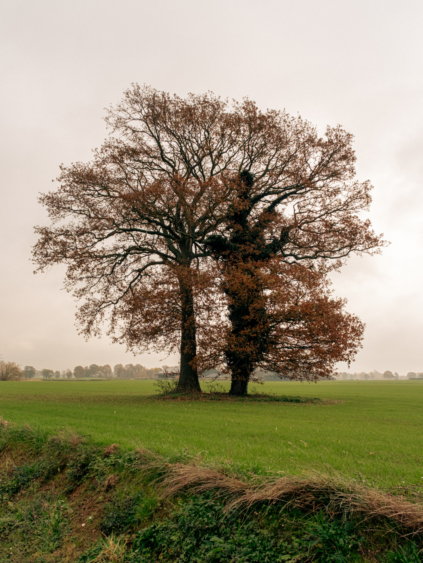 Twin Trees in Autumn Field