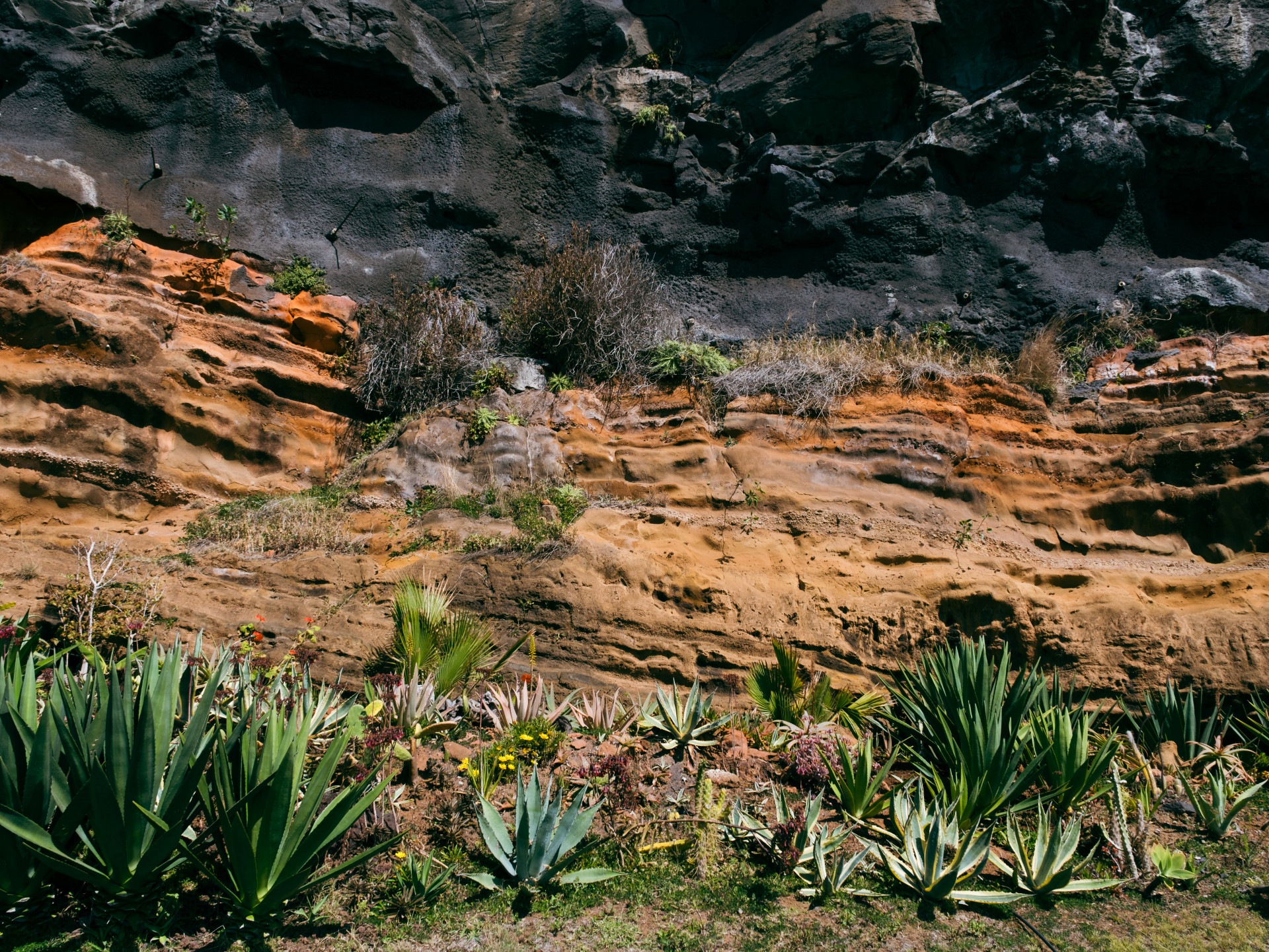 Foxtail Agave (Agave attenuata) & Volcanic Tuff Layers