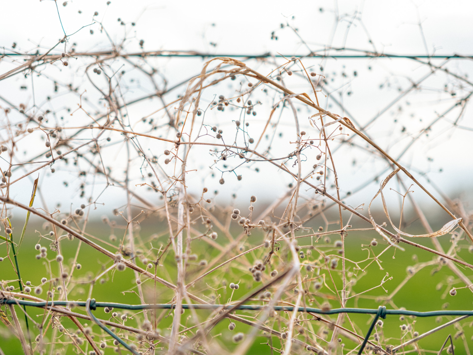Entangled Natural Web