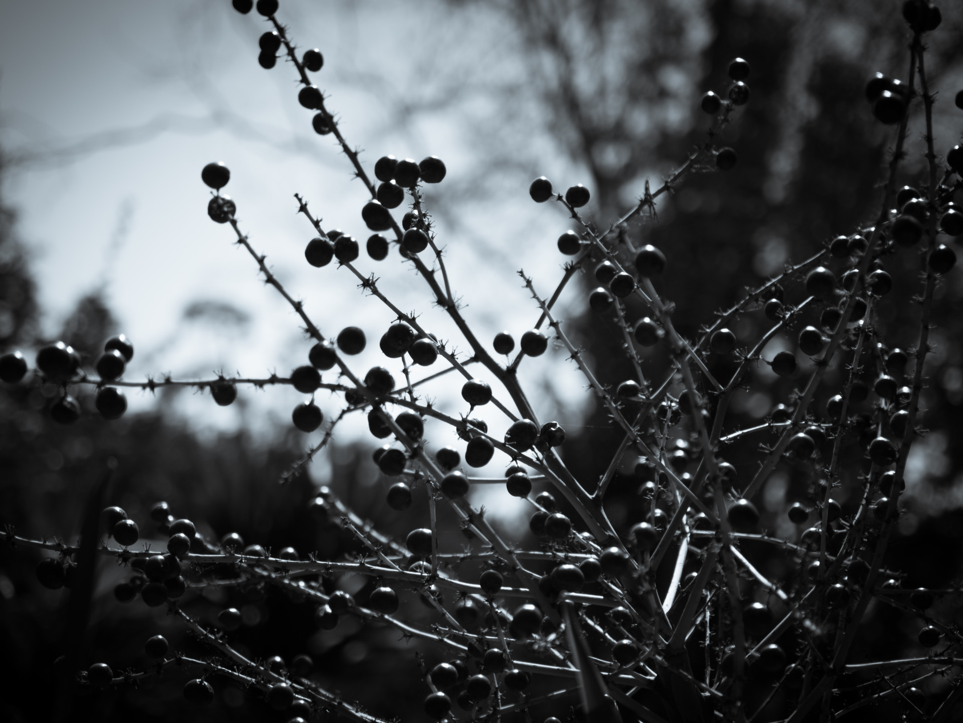 Madeiran Asparagus (Asparagus scoparius) Silhouette