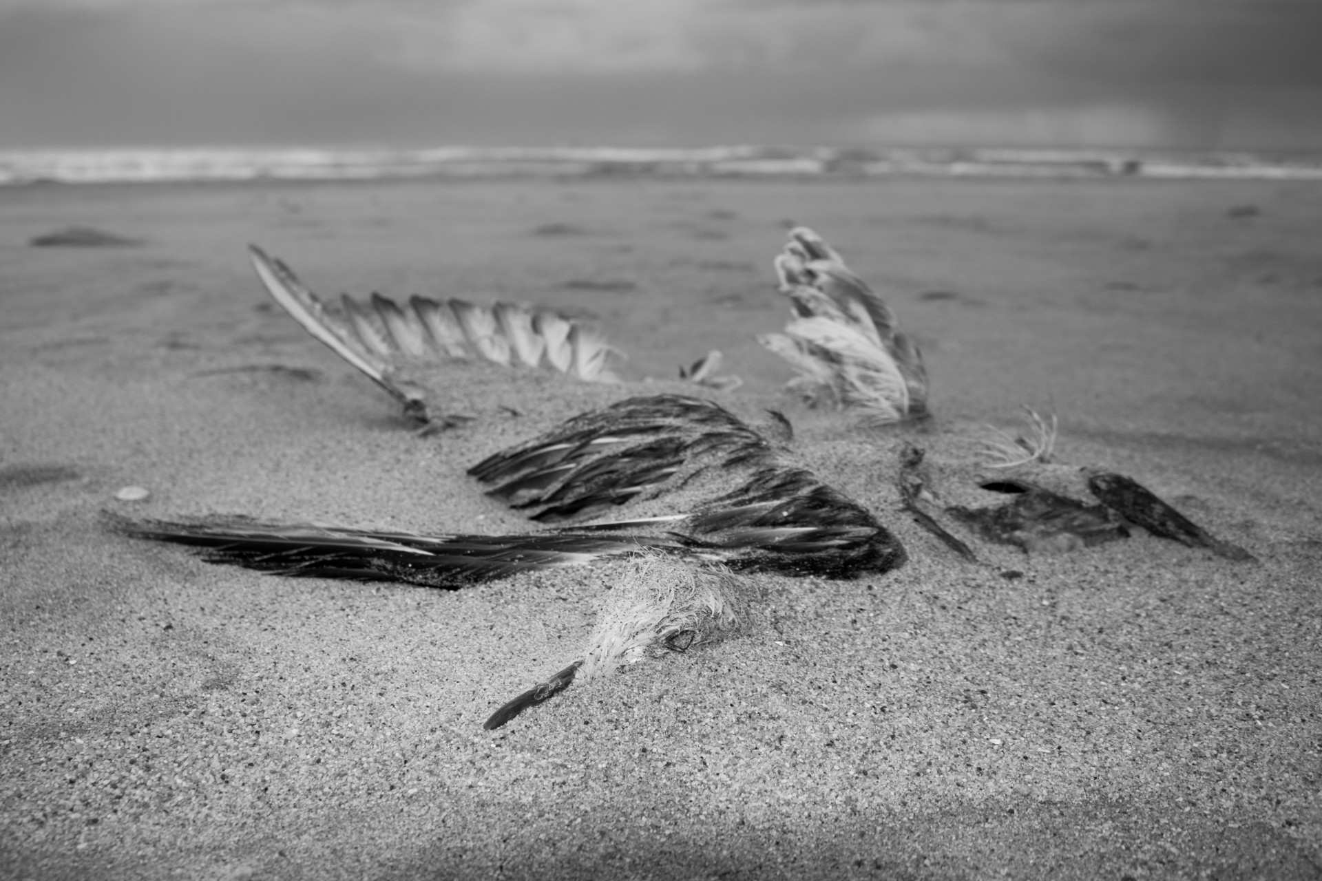 Bird Remains on Maasvlakte Beach