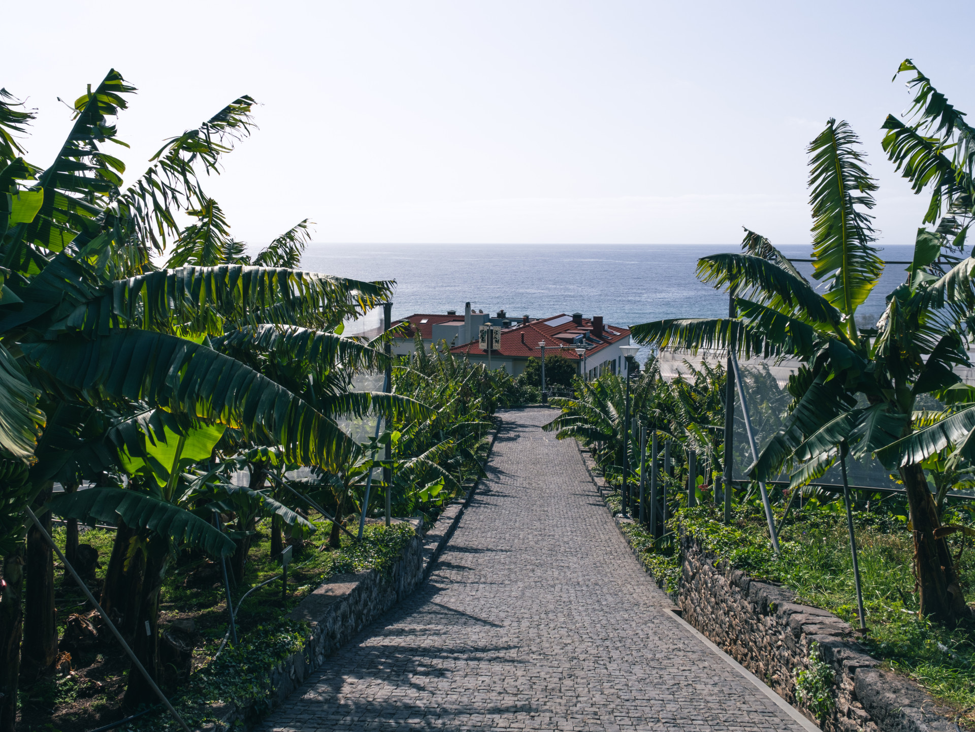 Banana Plantation Path (Musa acuminata) in Madeira
