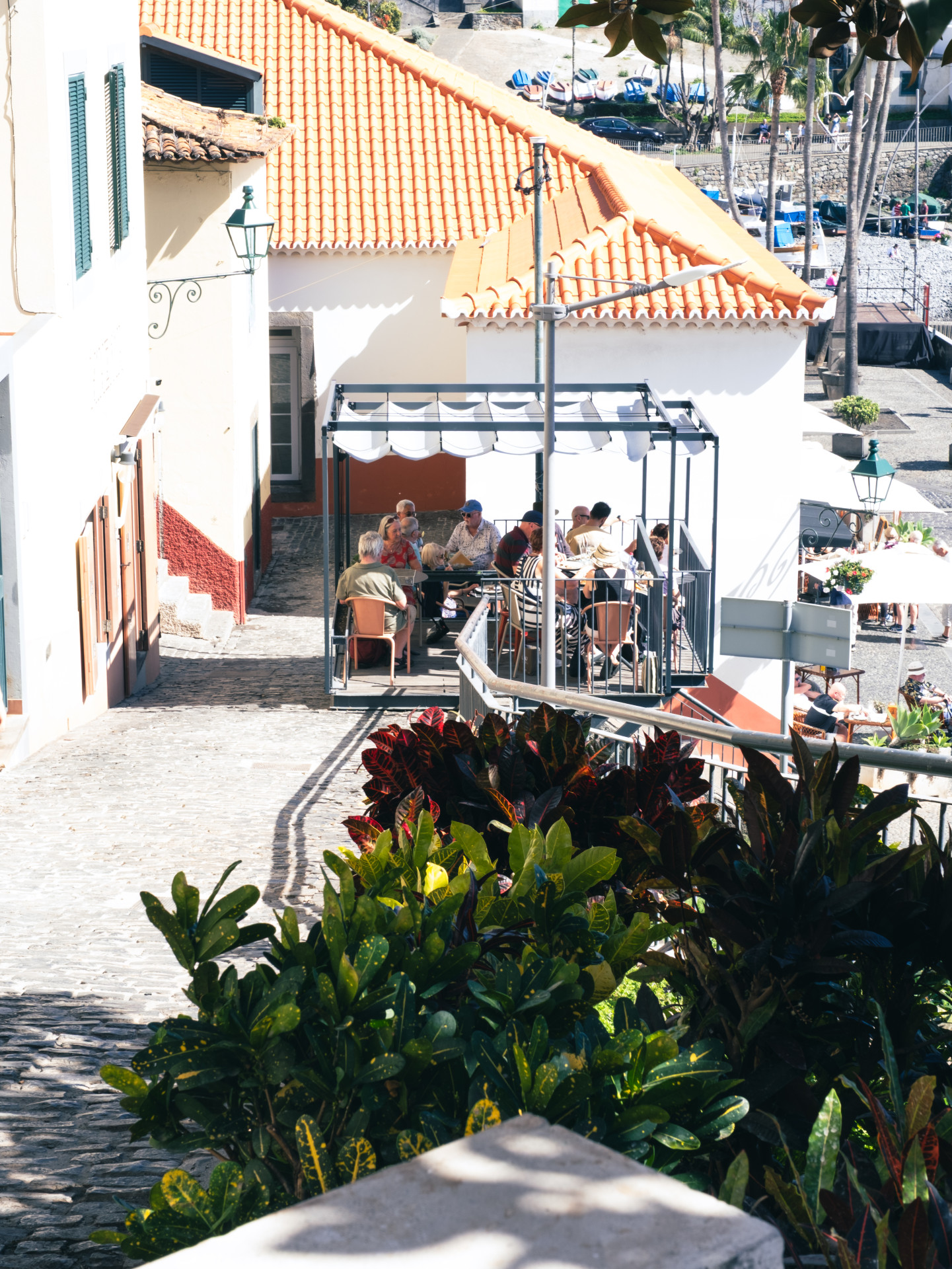 Garden Croton (Codiaeum variegatum) in Funchal Old Town