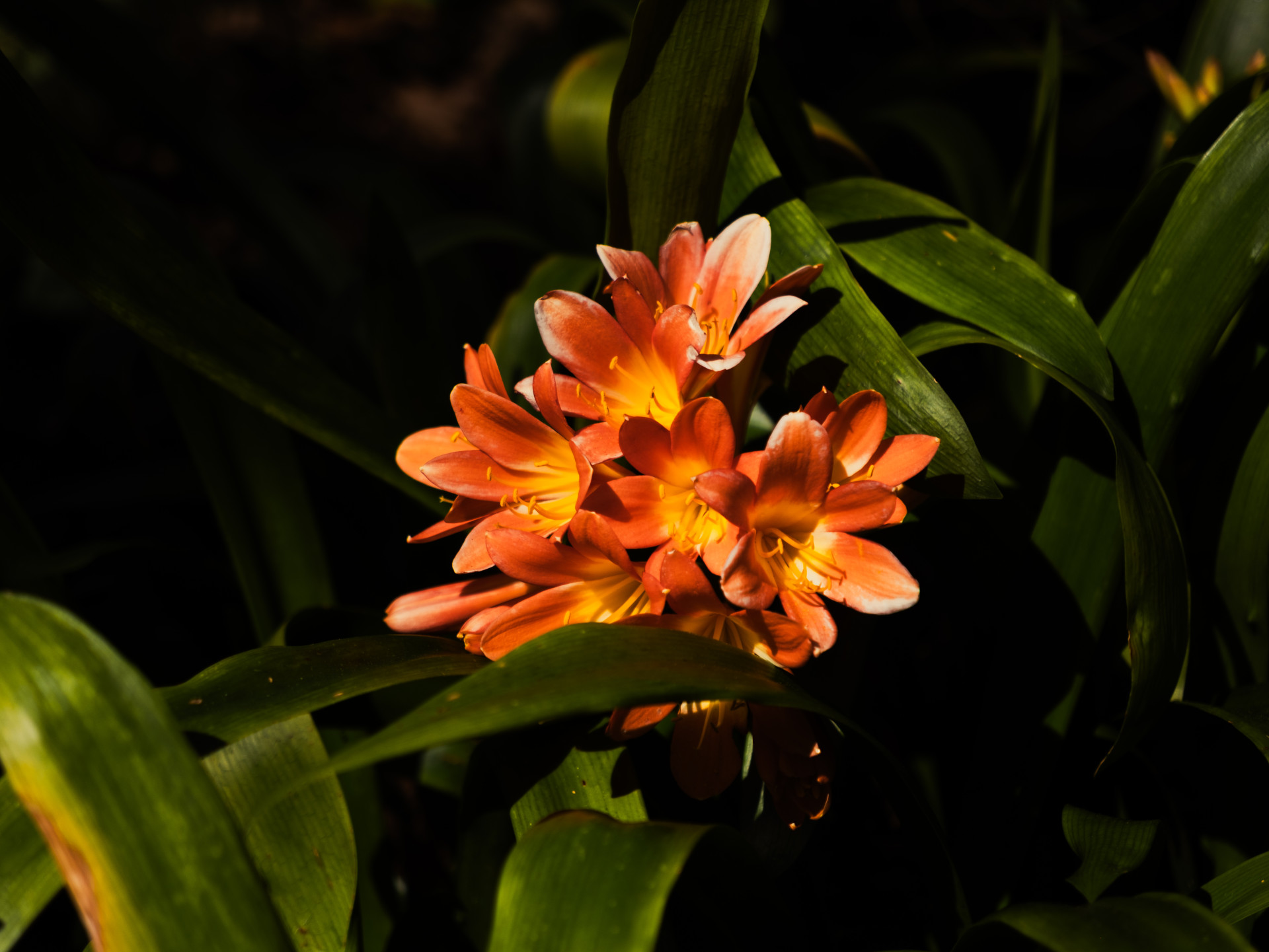 Clivia miniata (Natal Lily) in Madeira Garden
