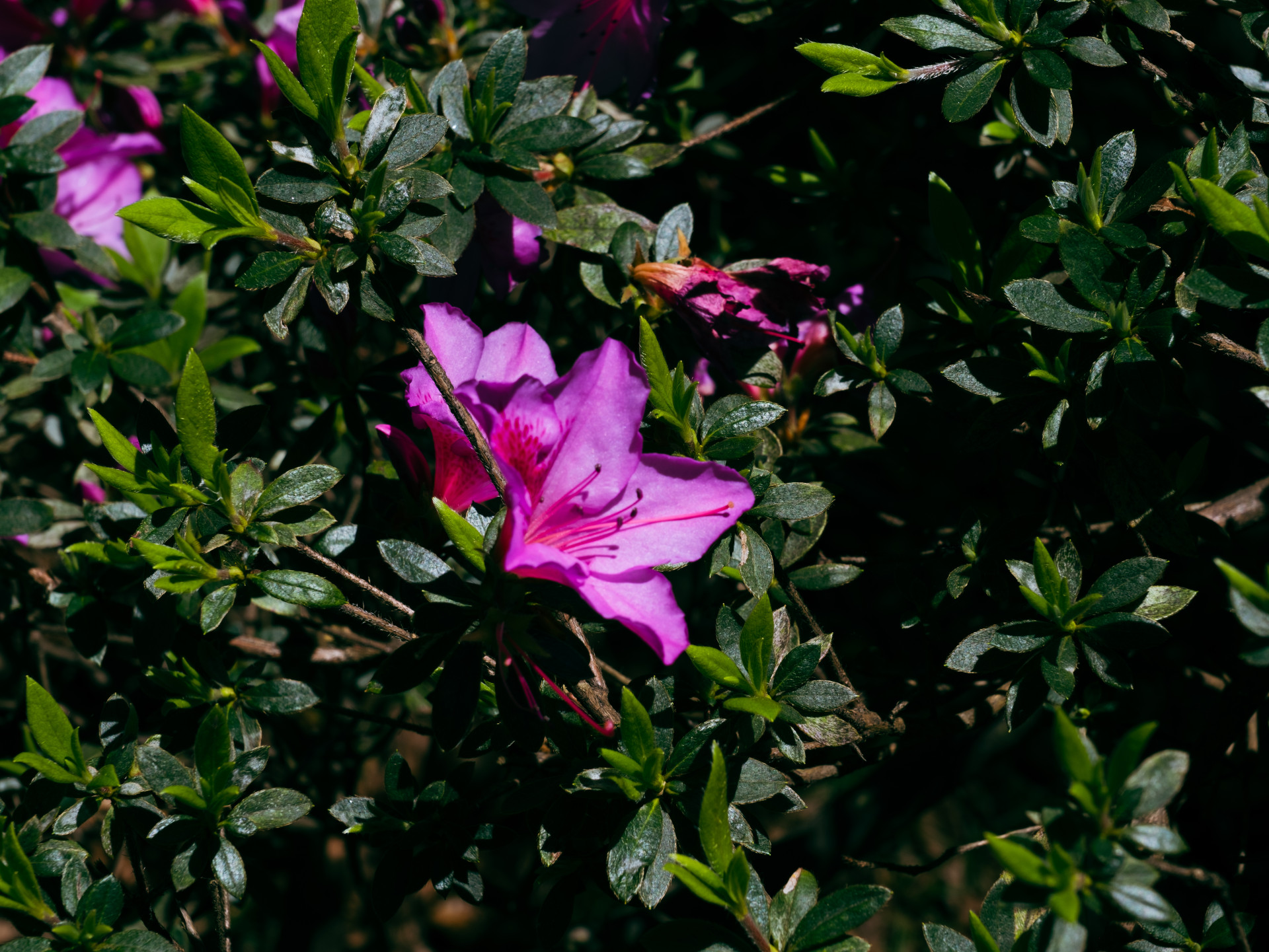 Pink Azalea (Rhododendron sp.) in Madeira Garden