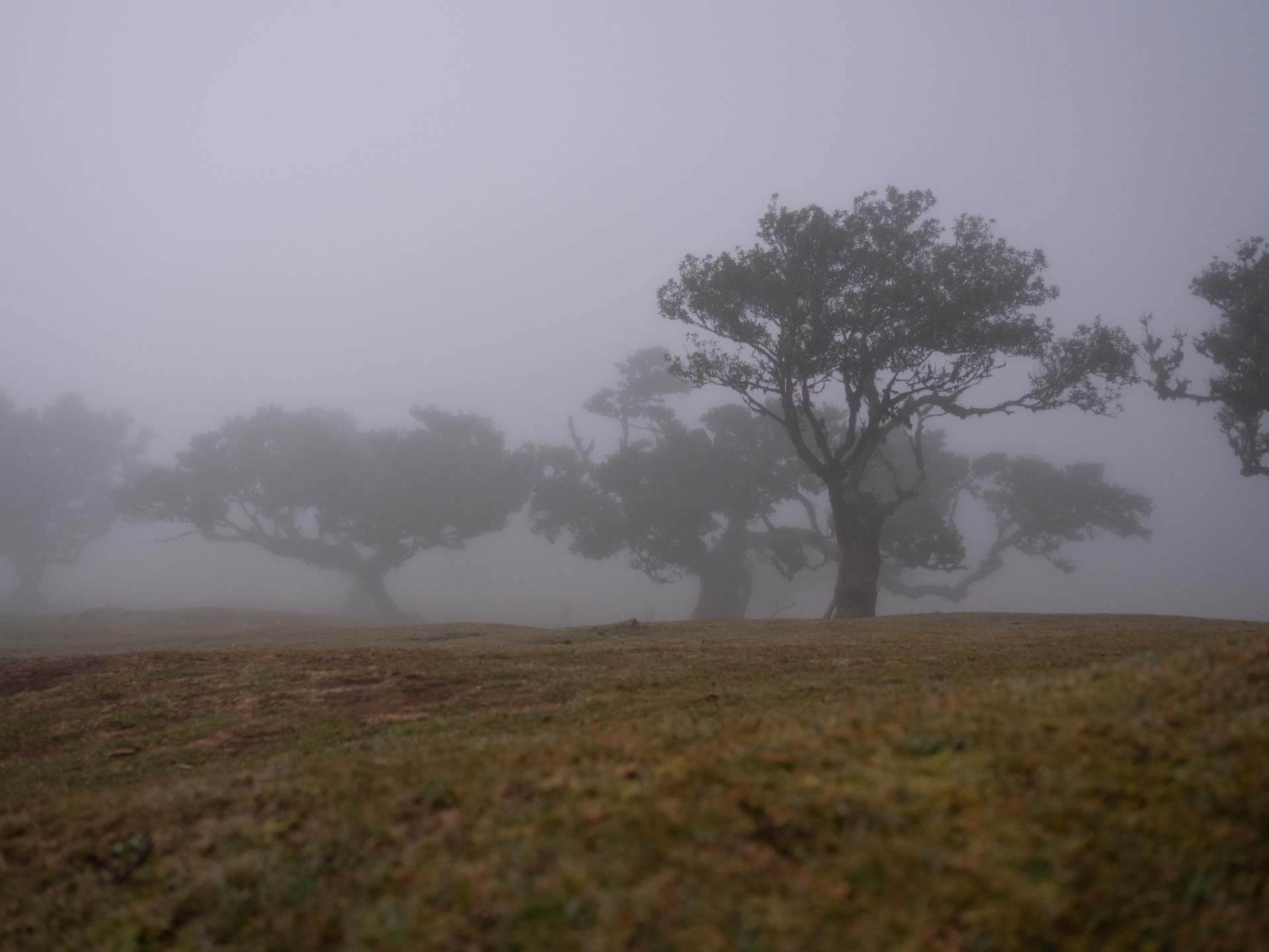 Ancient Til Trees (Ocotea foetens) in Fanal Forest Mist