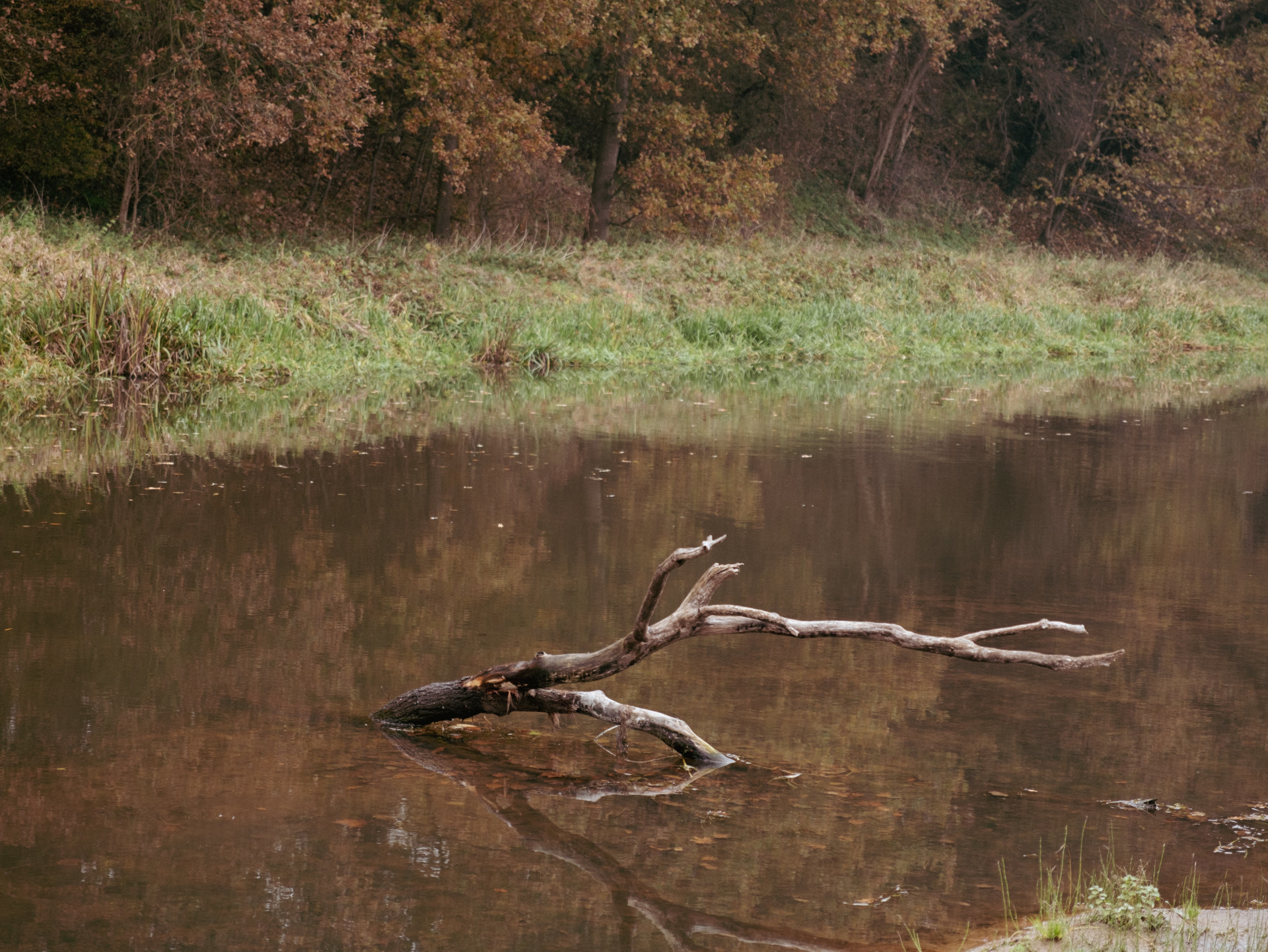 Tranquil Reflections on a Forest Pond