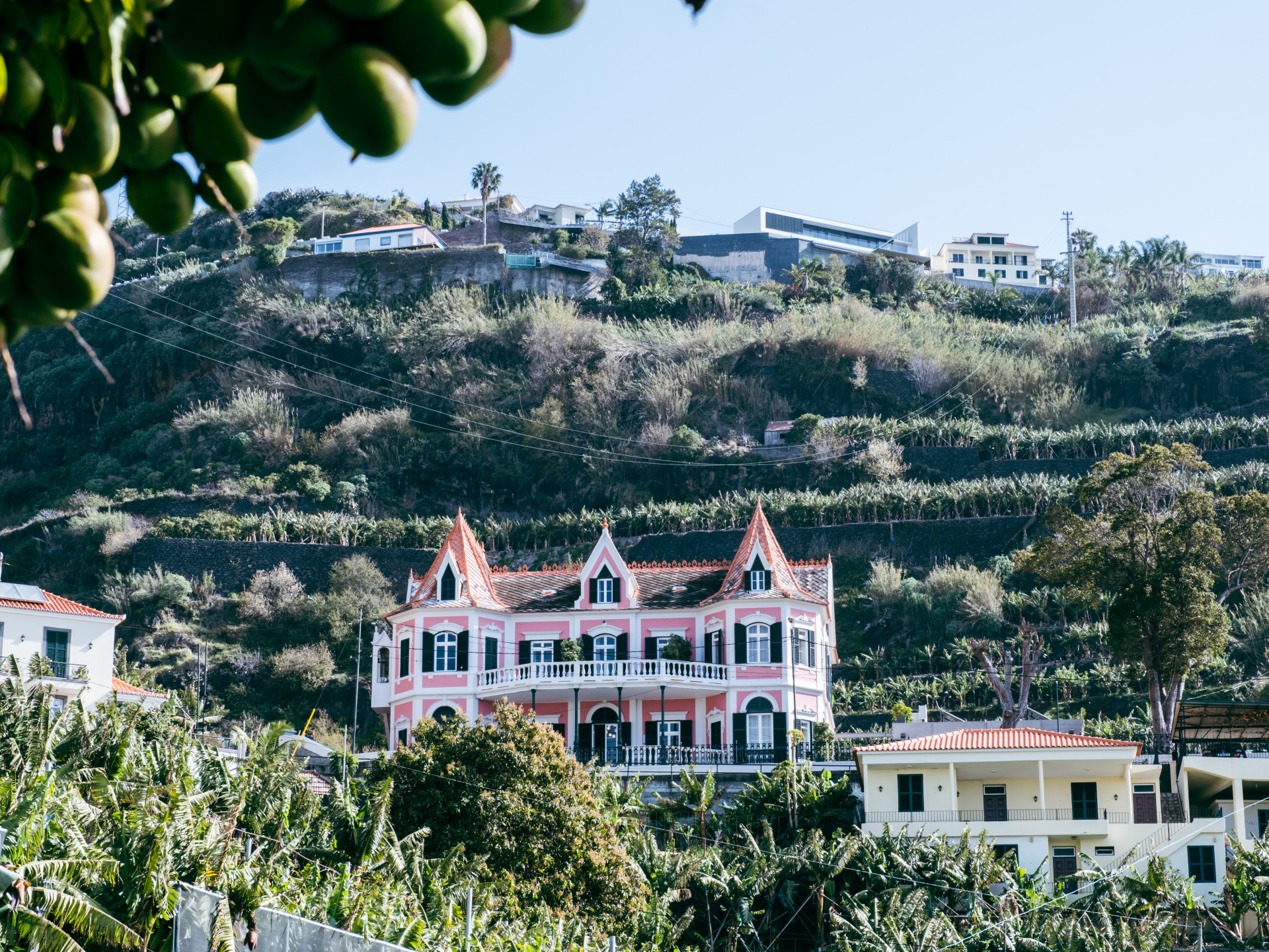 Pink Quinta & Banana Plantation (Musa acuminata), Madeira
