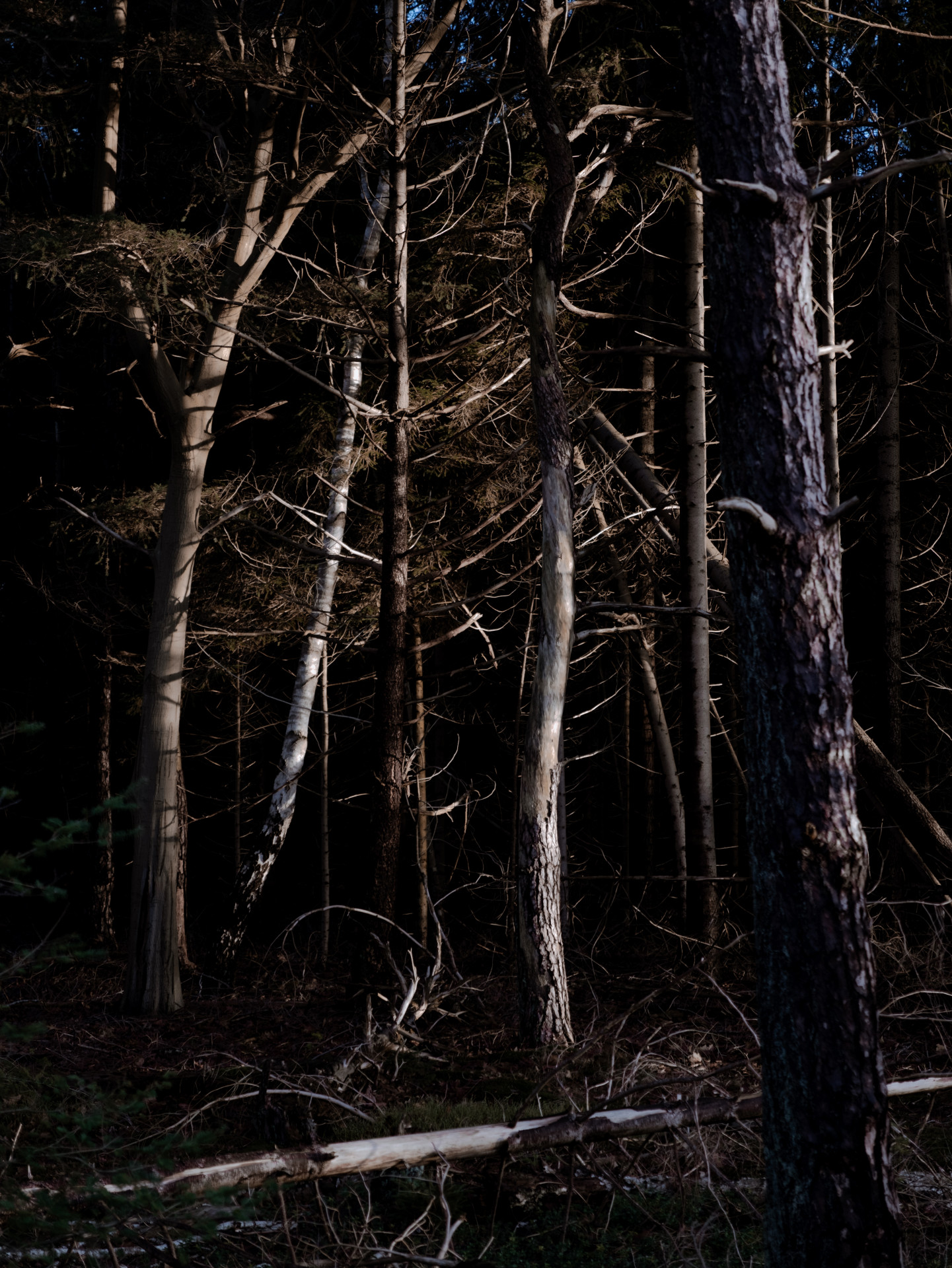 Winter Shadows in Holterberg Forest