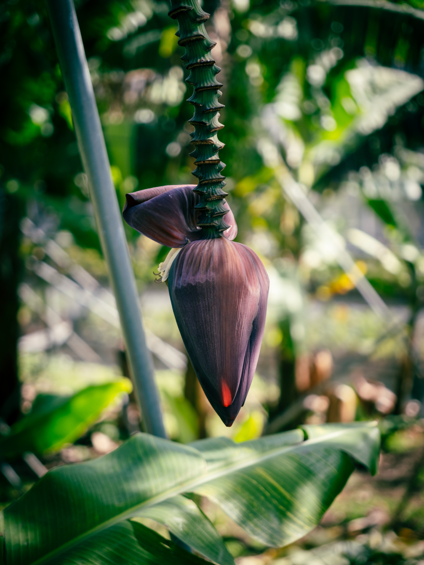 Banana Inflorescence (Musa acuminata) in Madeira