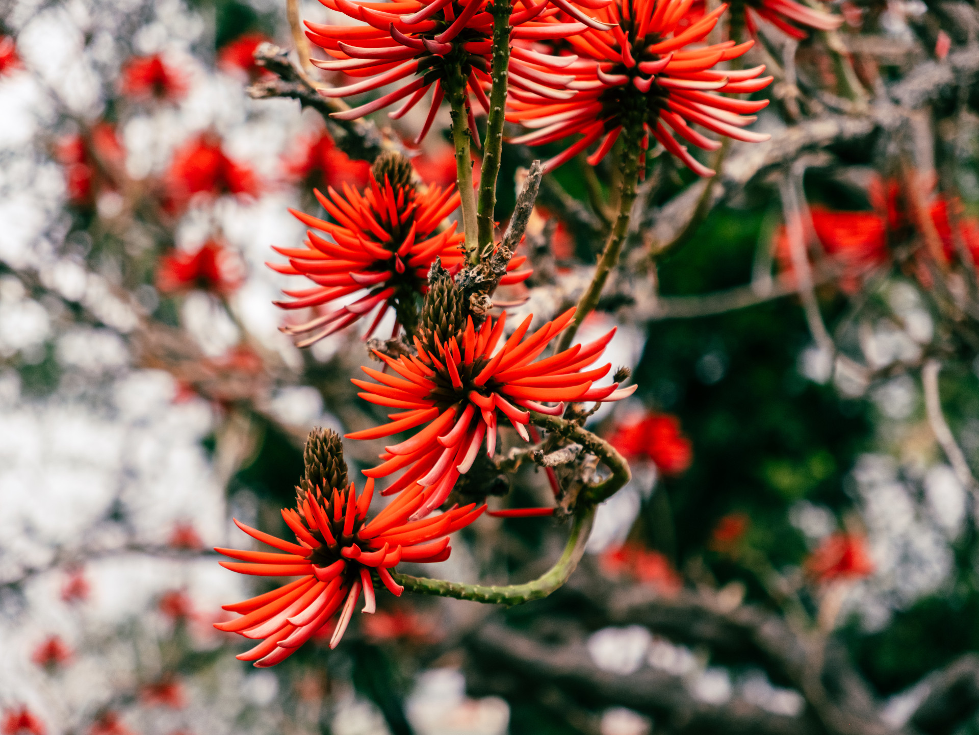 Naked Coral Tree (Erythrina coralloides) Bloom