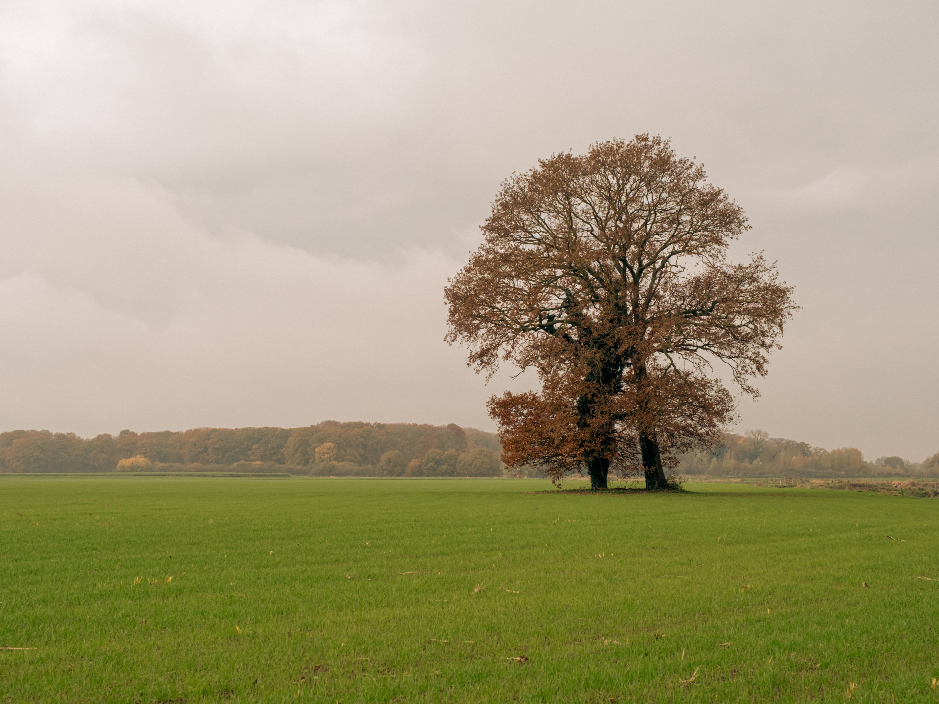 Solitary Tree in Autumn Field