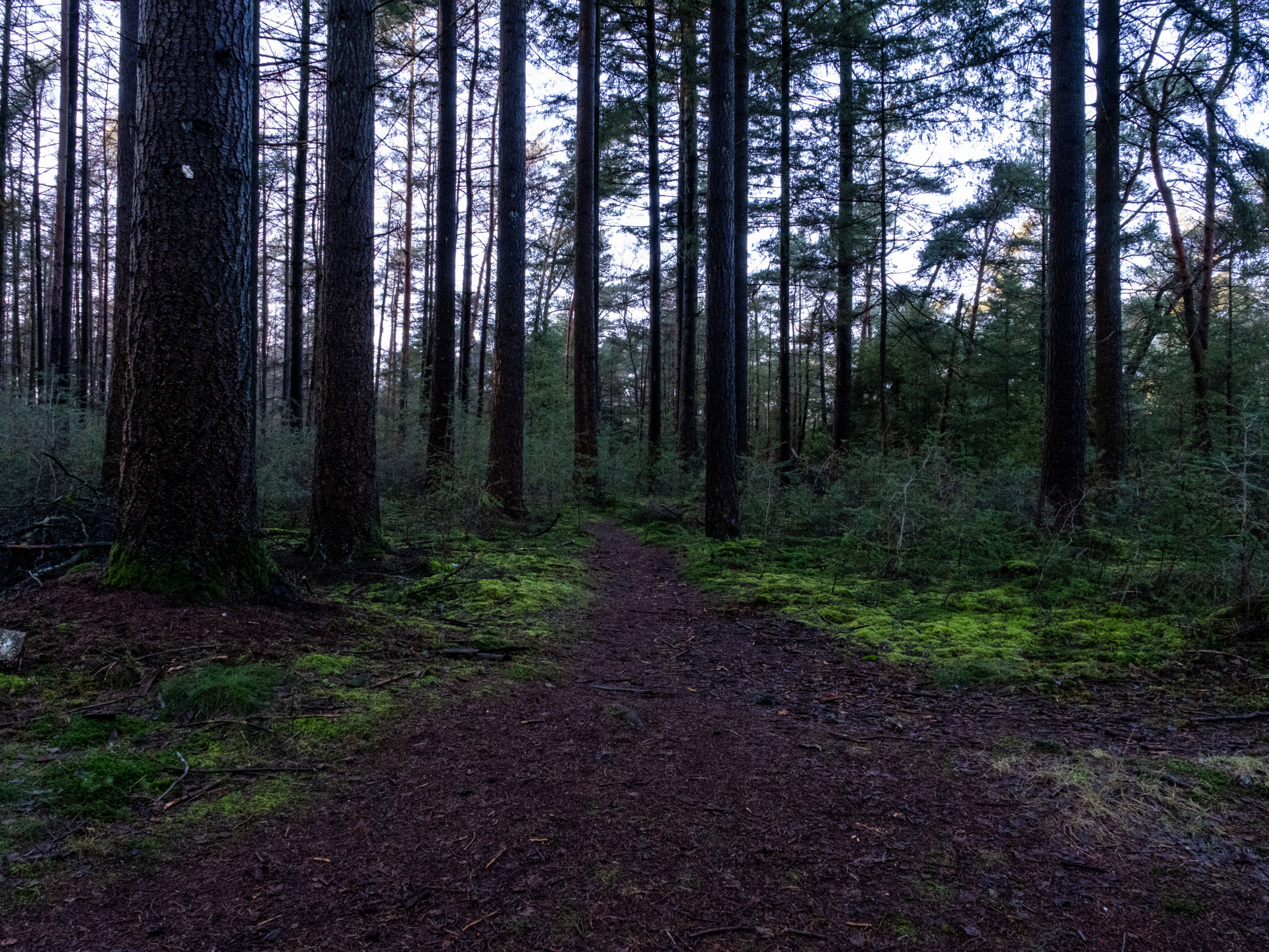 Mossy Winter Forest Path