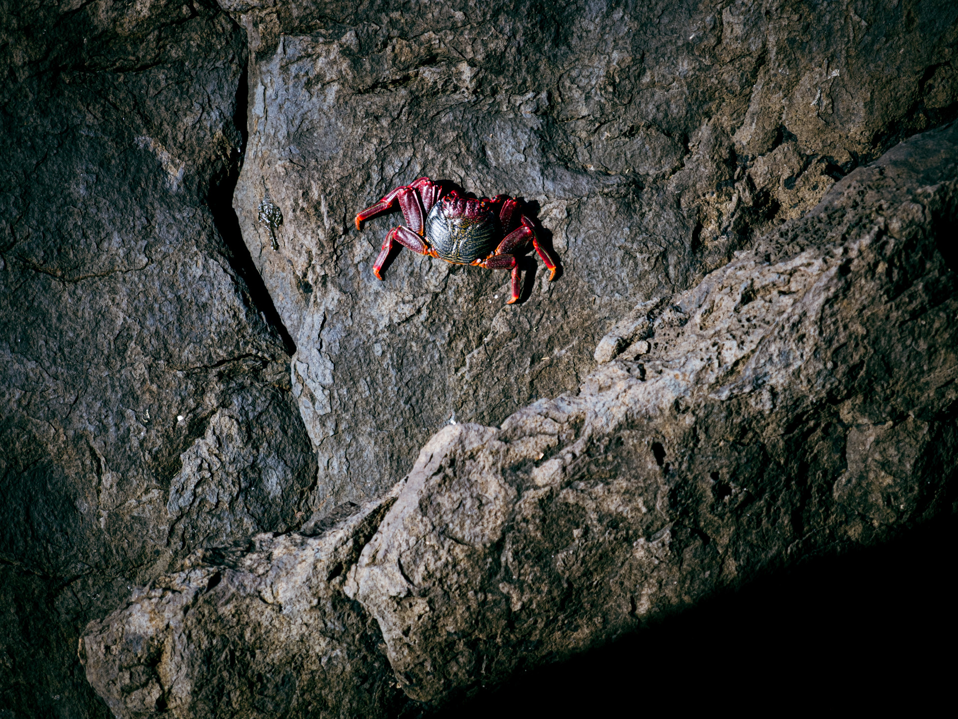 Moorish Crab (Grapsus adscensionis) on Volcanic Rock