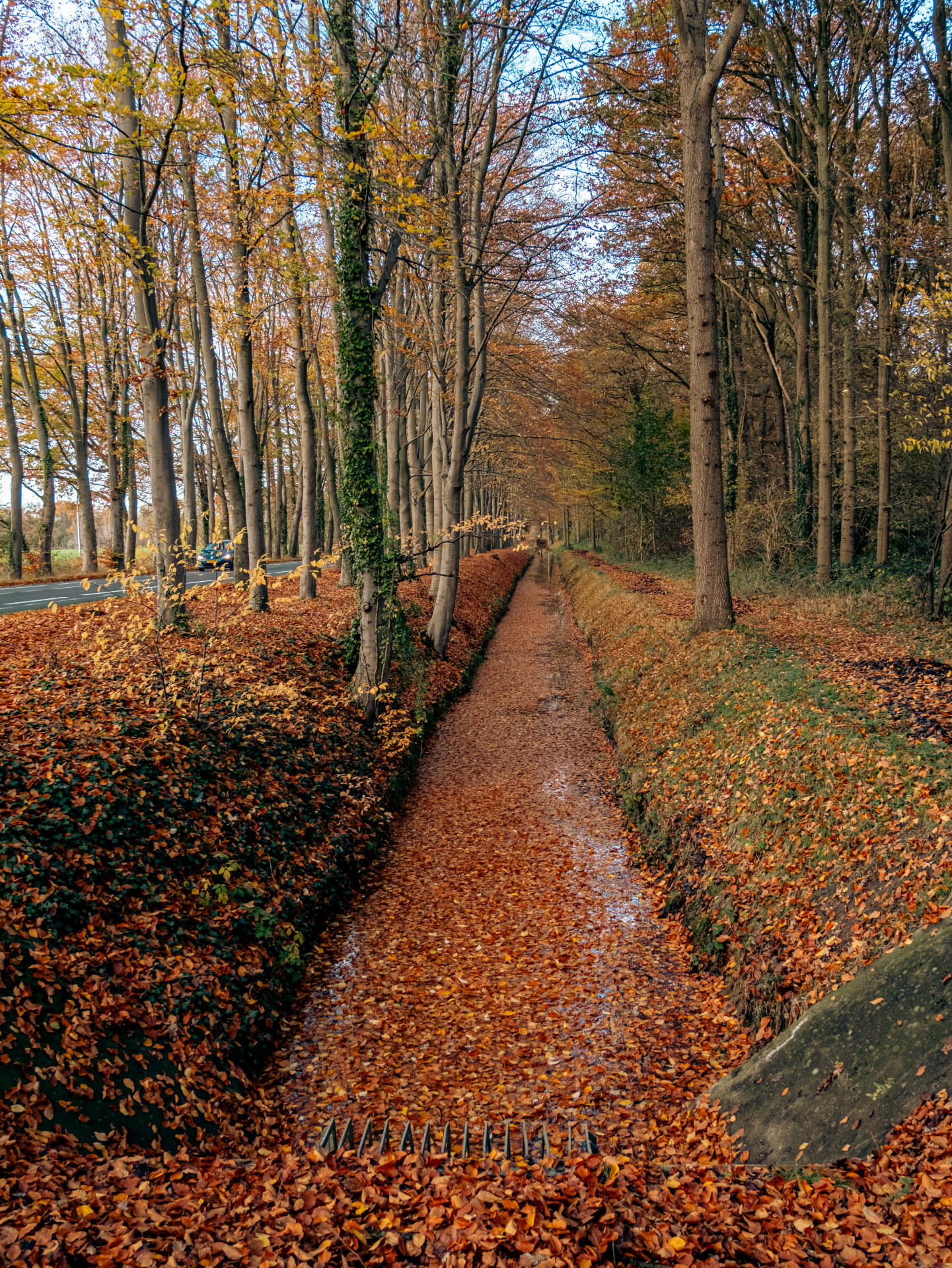 Autumn Leaves Blanket Forest Path