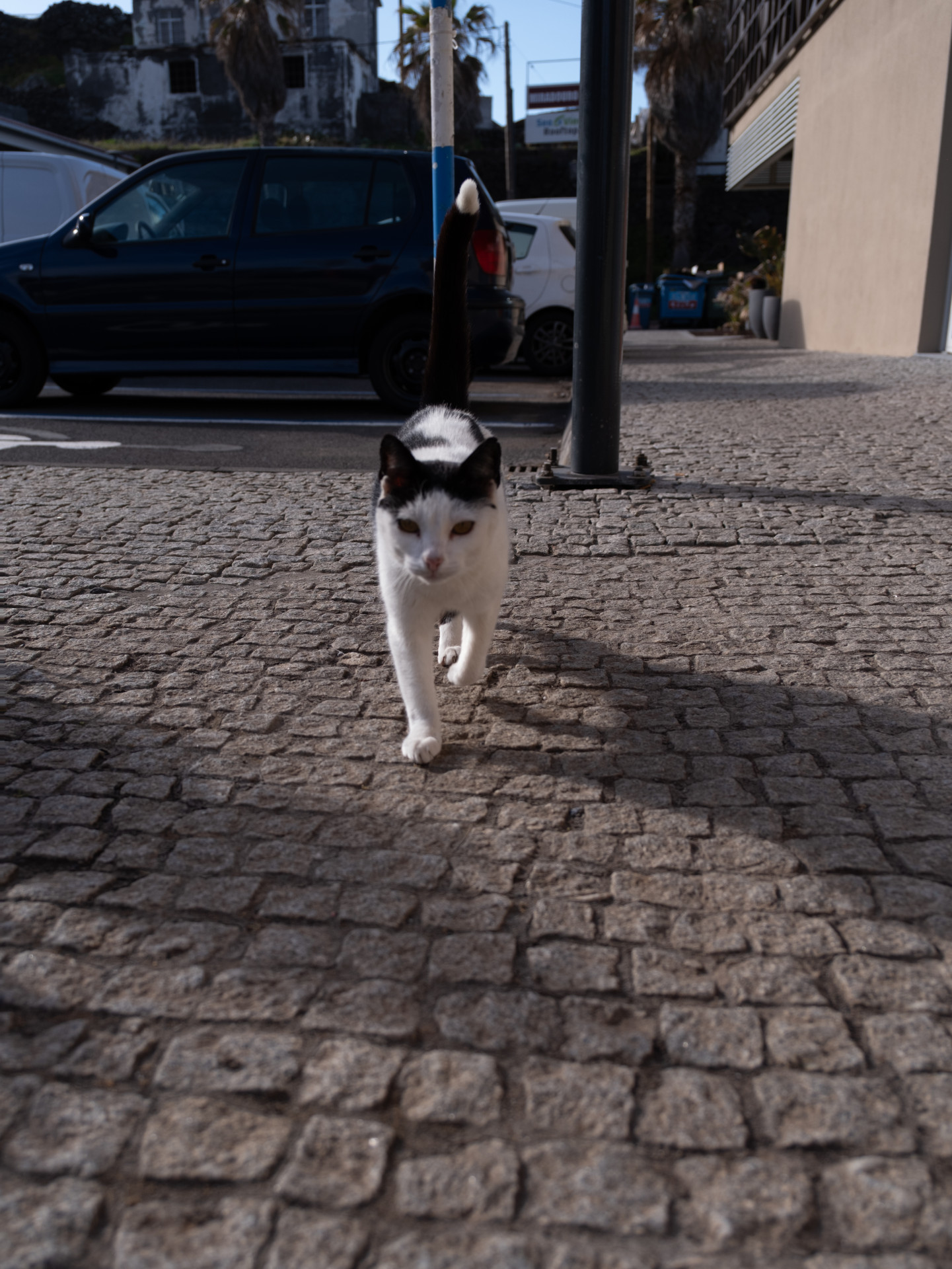 Tuxedo Cat (Felis catus) in Ponta do Sol, Madeira