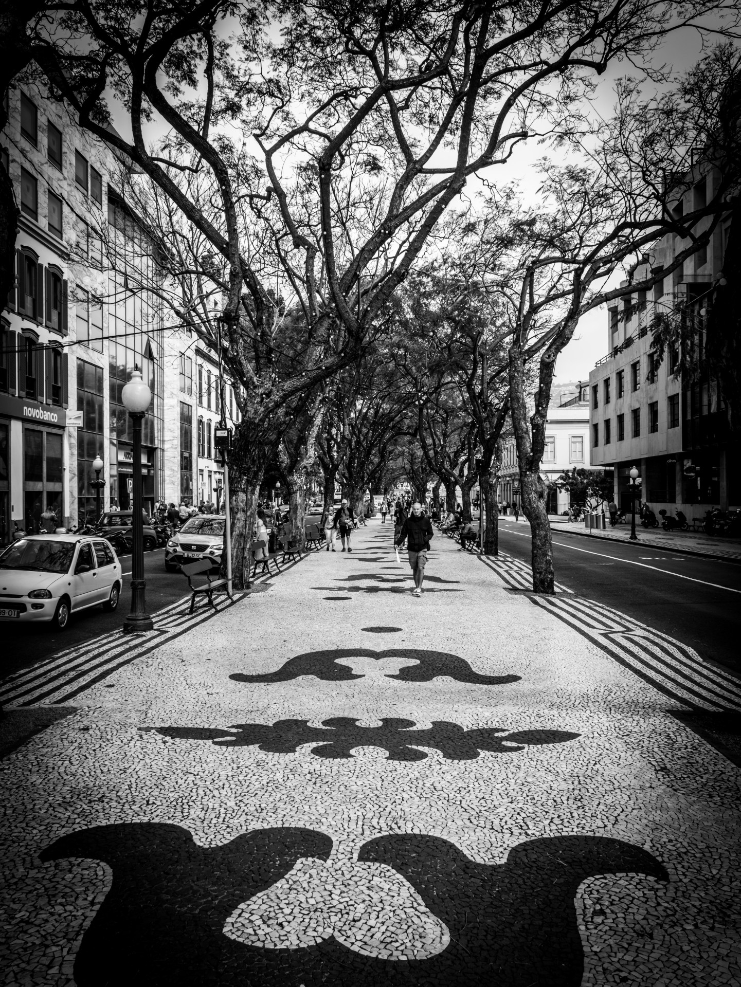 Jacaranda Trees on Avenida Arriaga, Funchal