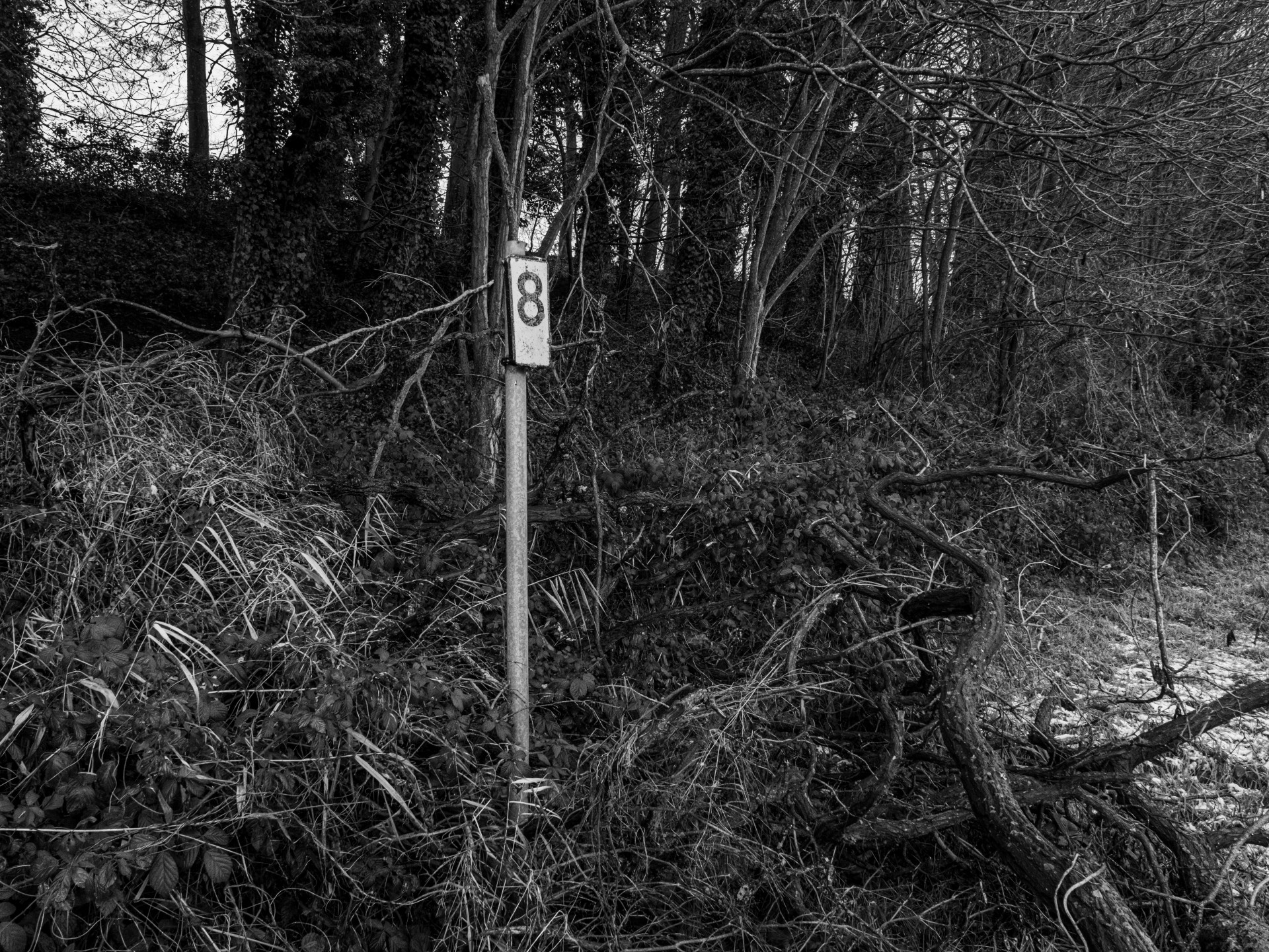 Marker by Woodland Edge