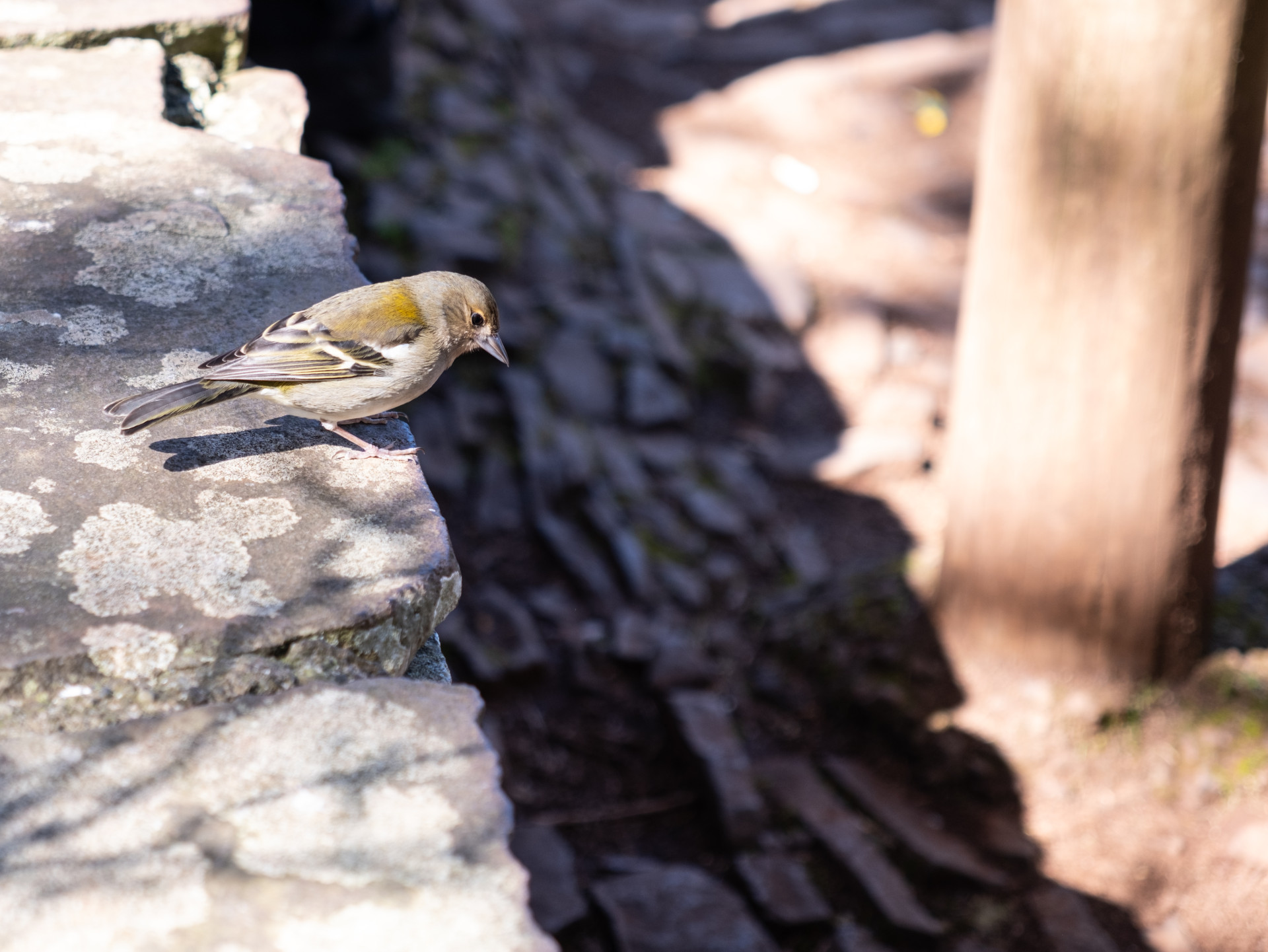 Madeira Chaffinch (Fringilla coelebs maderensis)