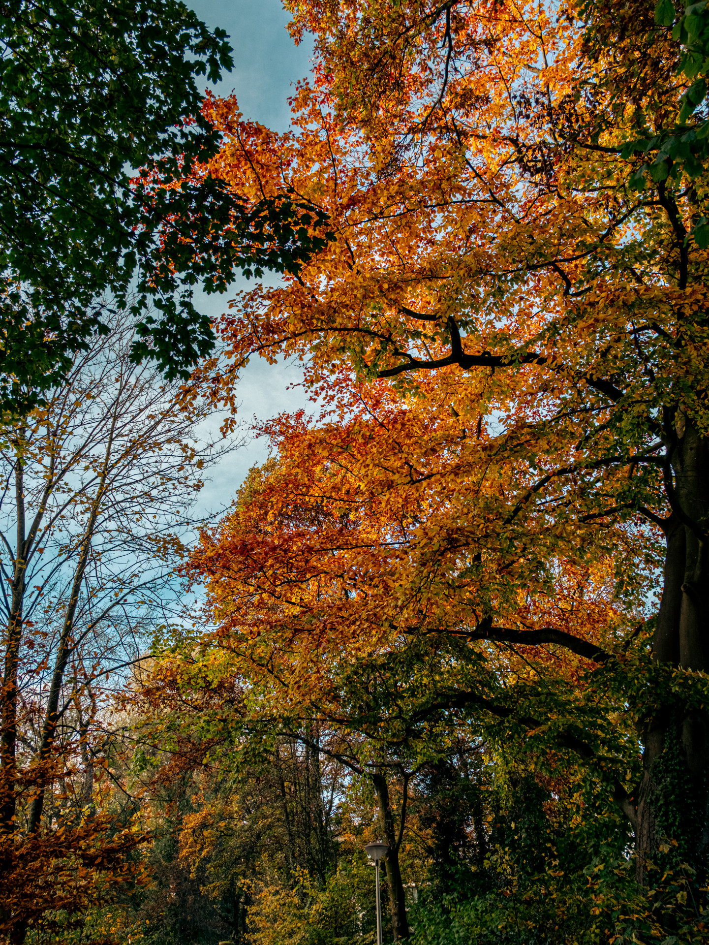 Autumn Canopy in Full Splendor