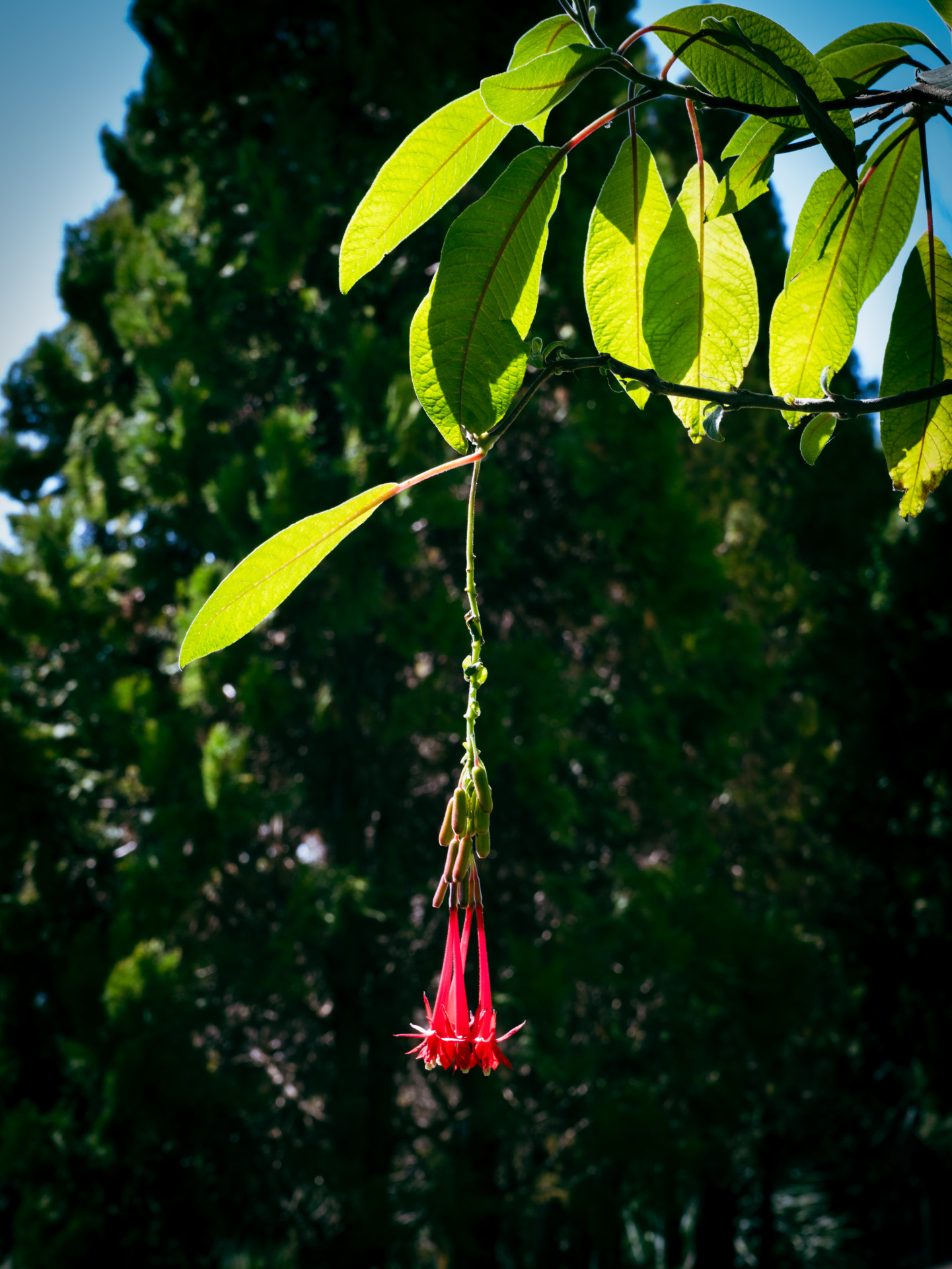 Bolivian Fuchsia (Fuchsia boliviana) in Madeira
