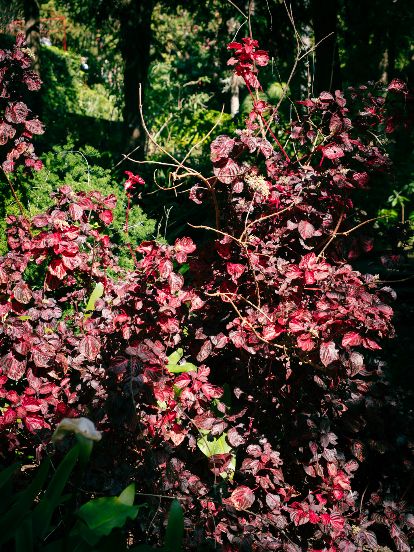 Bloodleaf (Iresine herbstii) at Monte Palace Madeira