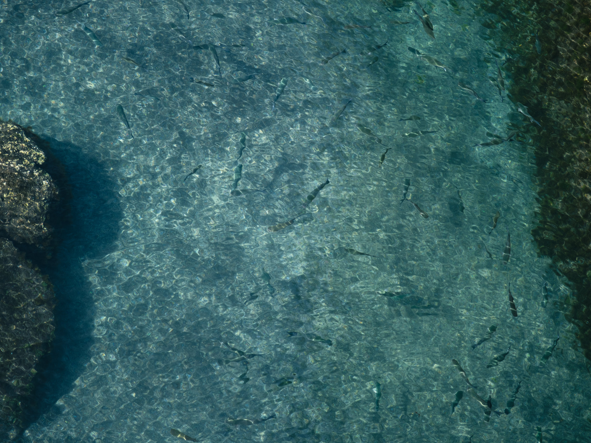 School of Grey Mullet (Chelon sp.) in Madeira