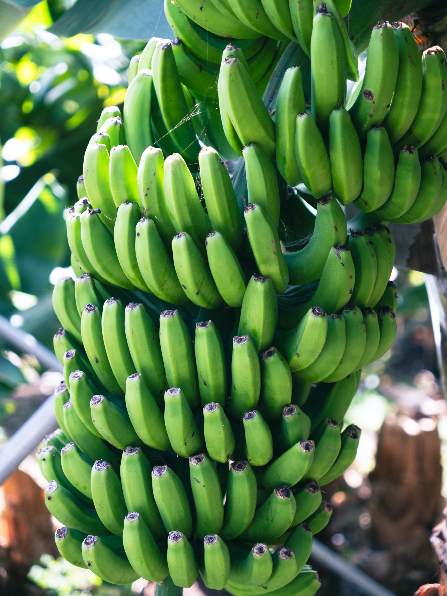 Green Dwarf Cavendish Bananas (Musa acuminata)