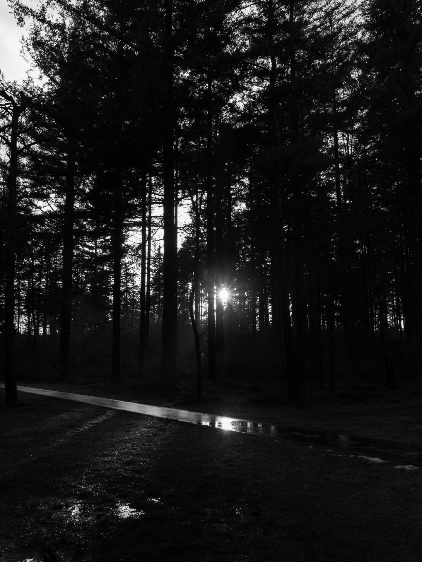 Winter Sunlight Through Forest Trees