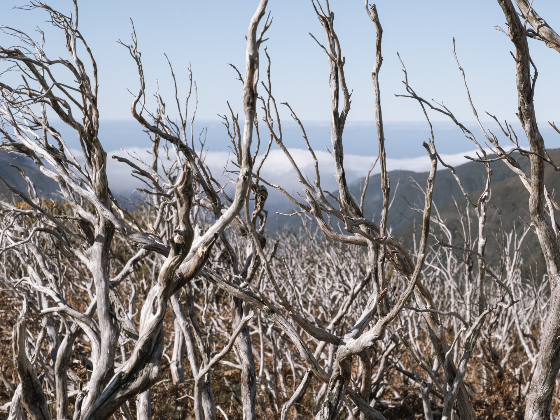 Skeletal Tree Heath (Erica arborea) in Madeira Mountains