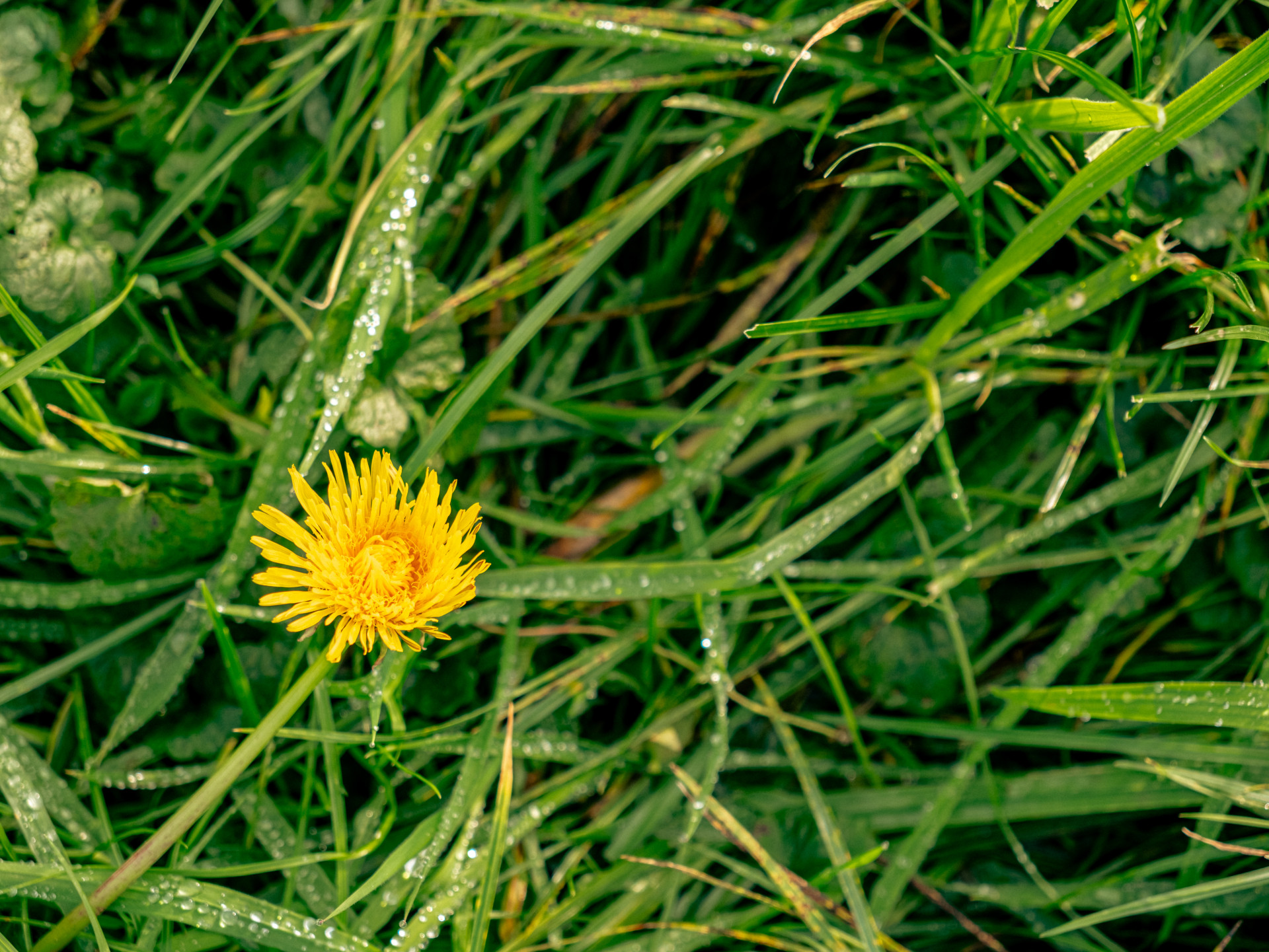 Dewy Dandelion in Verdant Grass