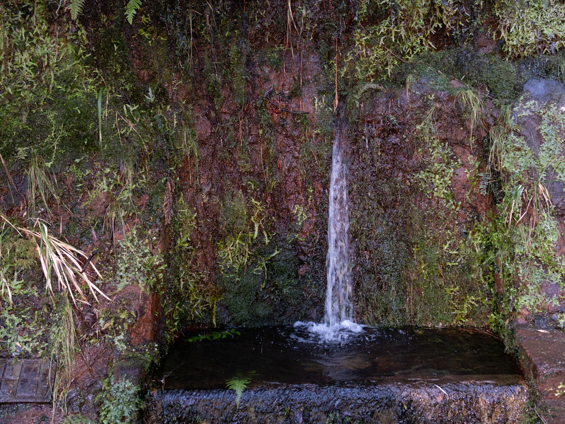 Mossy Spring on Volcanic Rock Face, Madeira