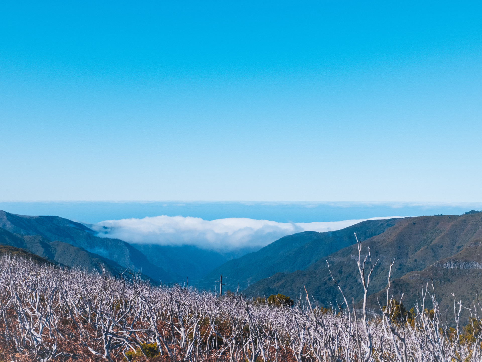 Ghost Forest of Tree Heath (Erica arborea) at Pico do Arieiro