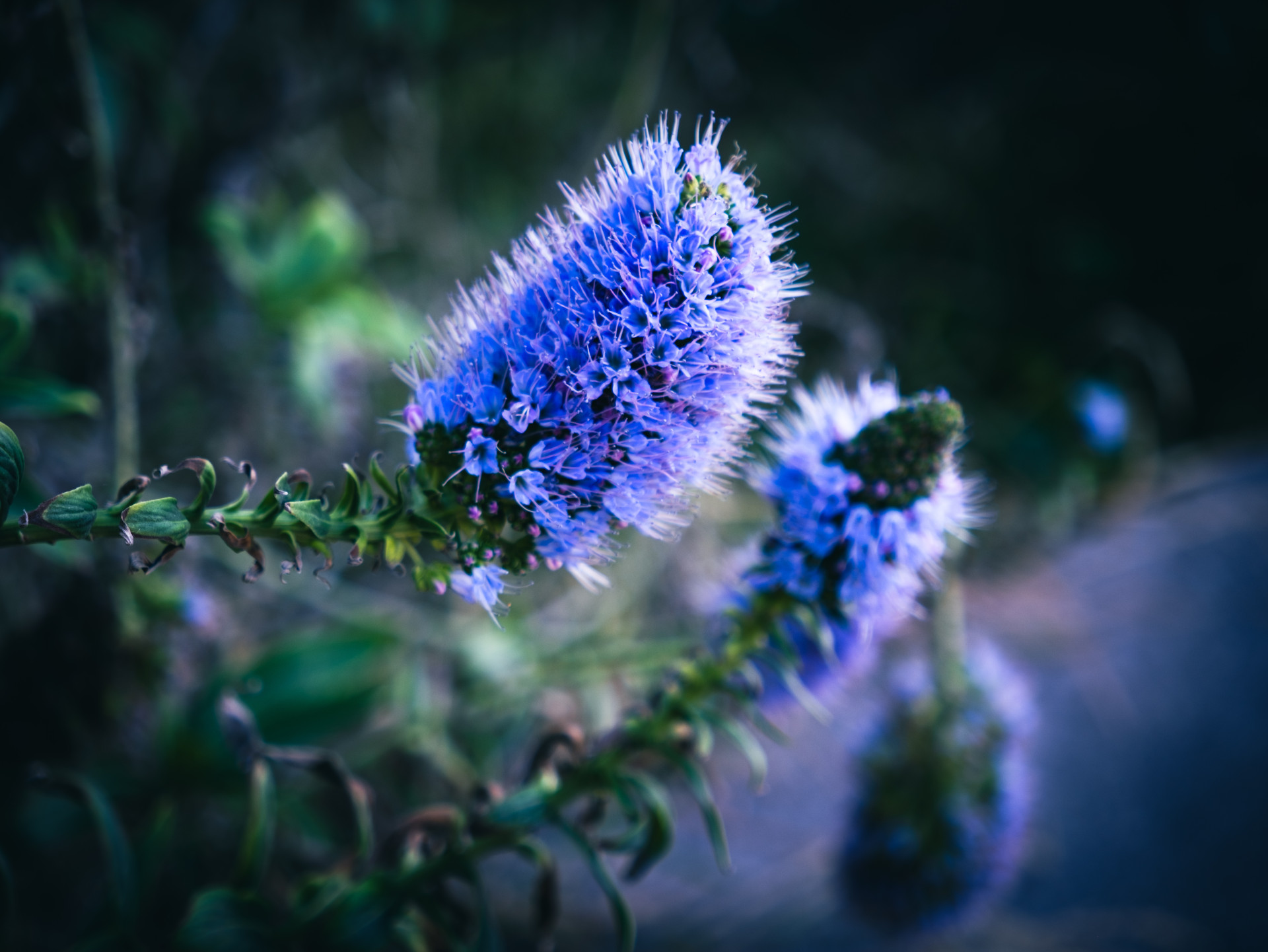 Pride of Madeira (Echium candicans) Flower Spike