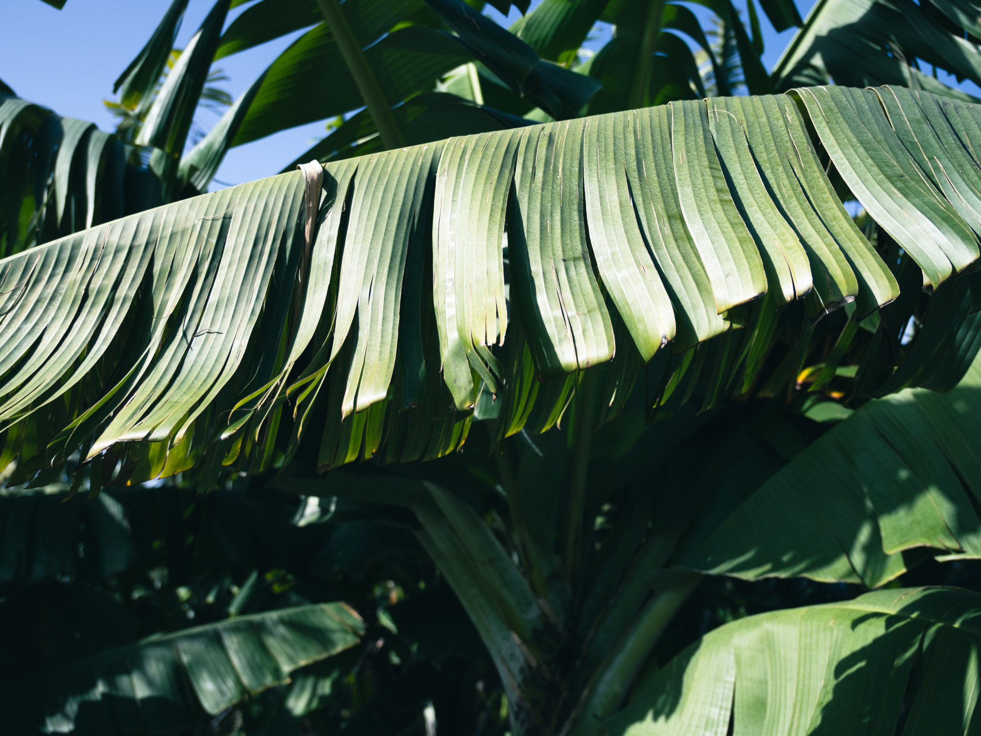 Dwarf Cavendish Banana Leaves (Musa acuminata)