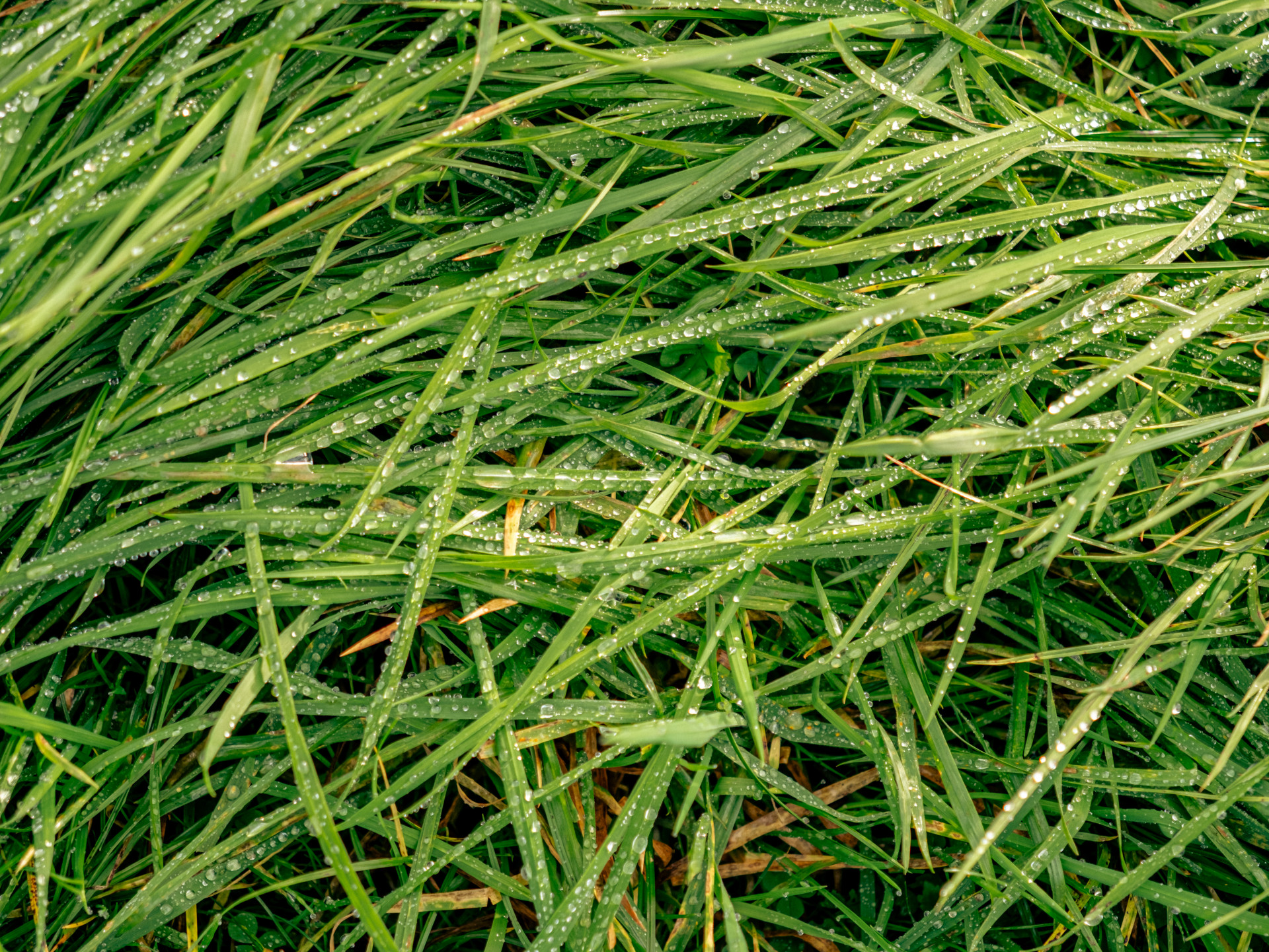 Dew-Kissed Morning Grass