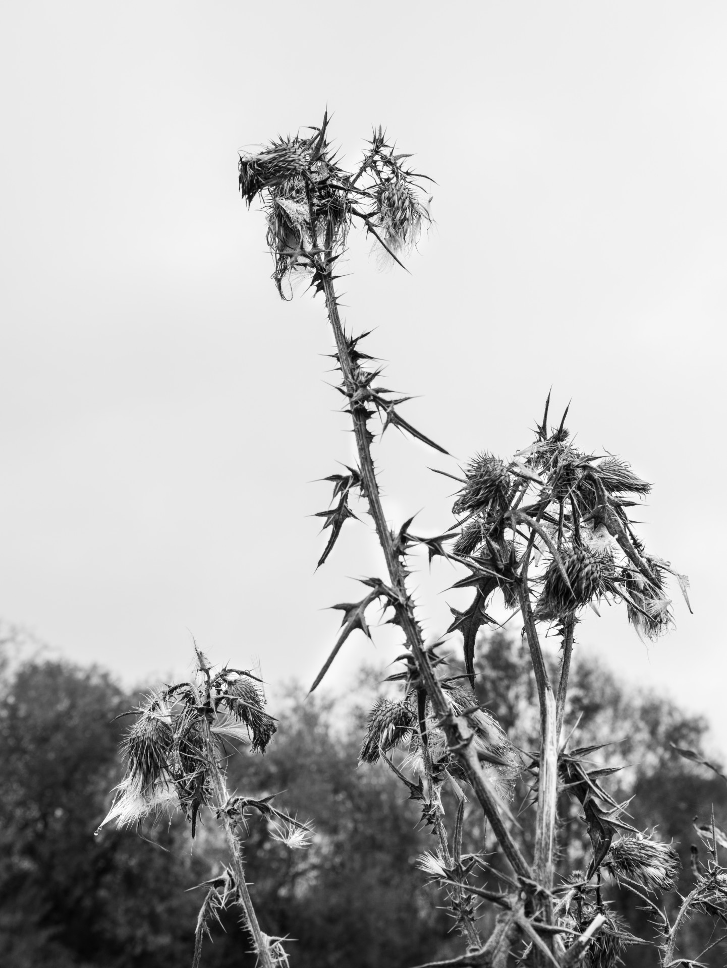 Thorny Thistles in Monochrome
