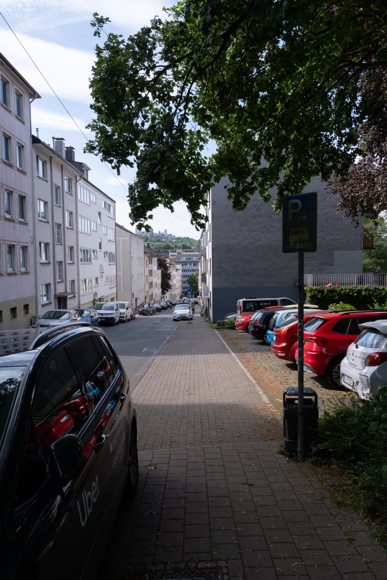 Wuppertal Street with Oak (Quercus) Canopy in Spring
