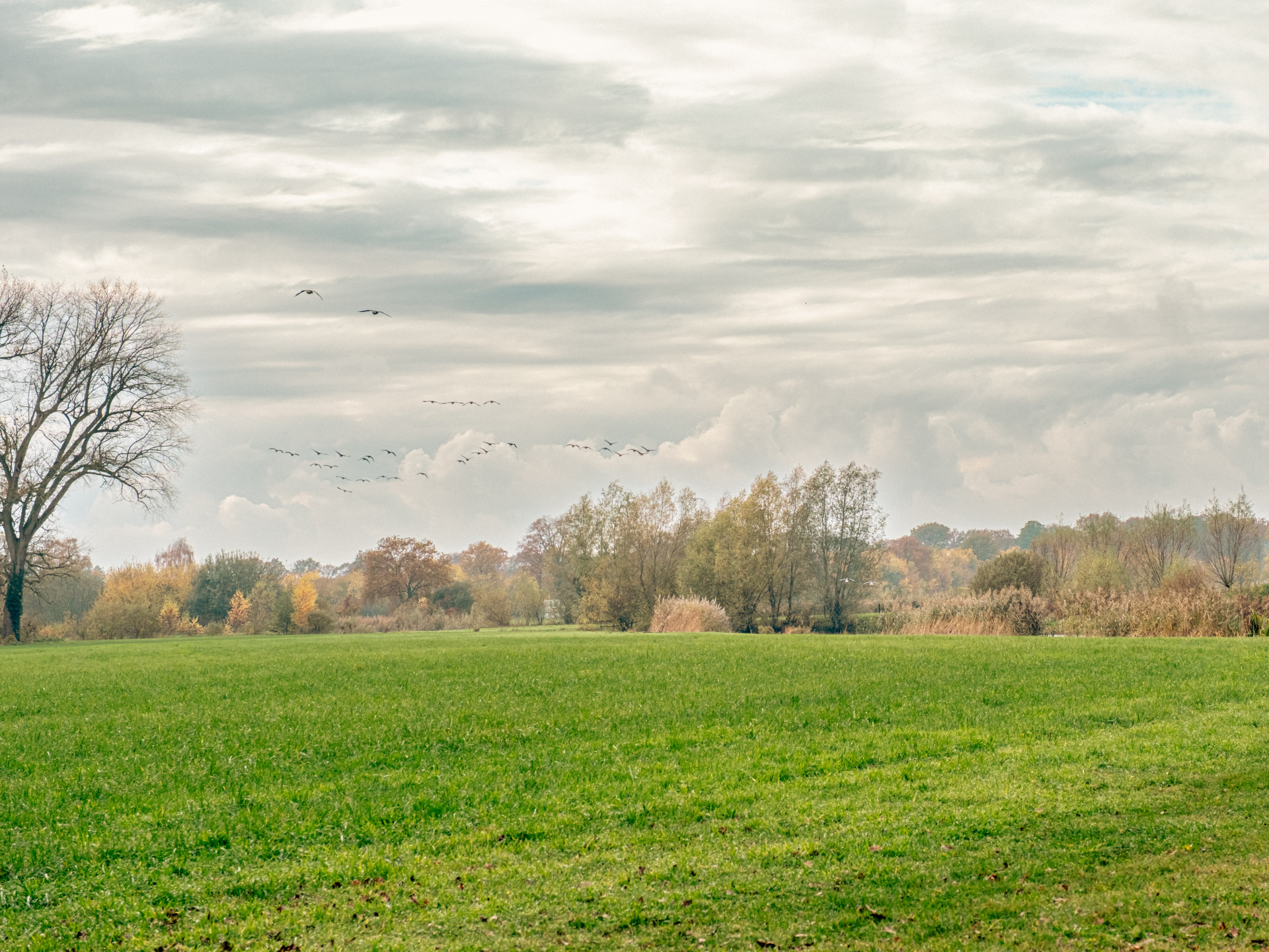 Tranquil Autumn Landscape with Birds