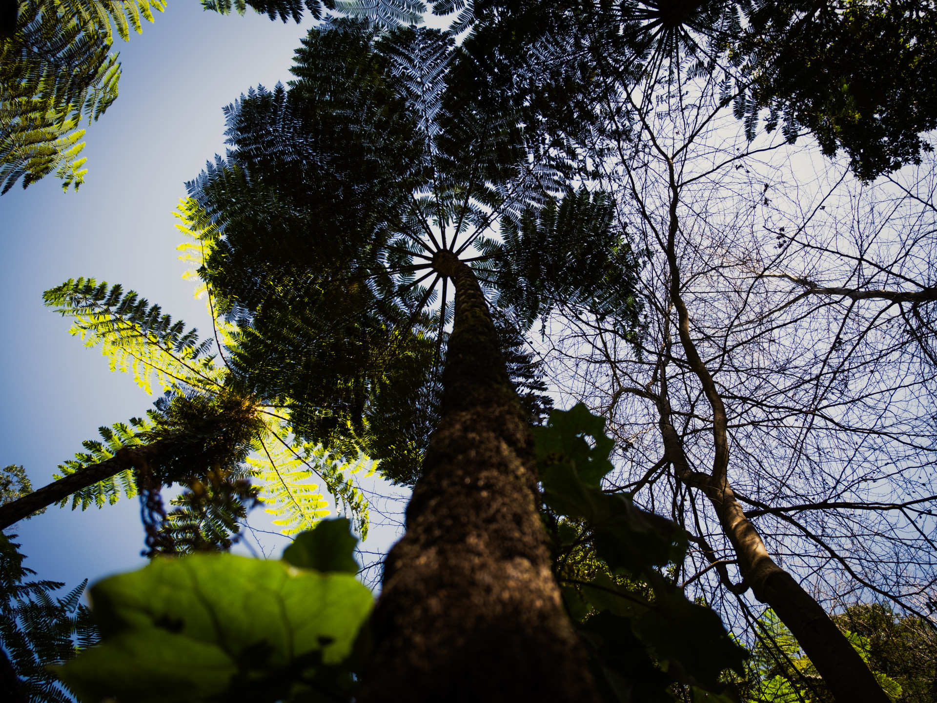Australian Tree Fern (Sphaeropteris cooperi) Canopy