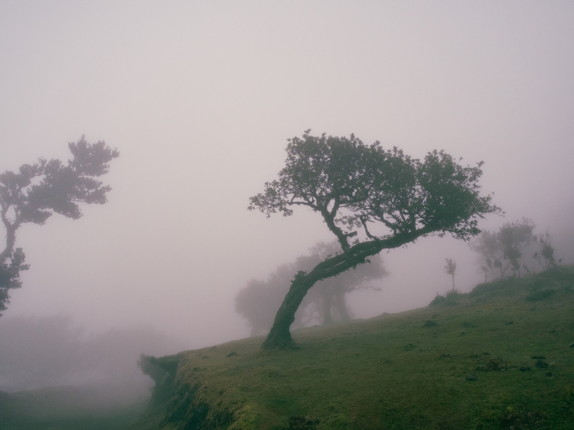 Ancient Til Tree (Ocotea foetens) in Fanal Mist
