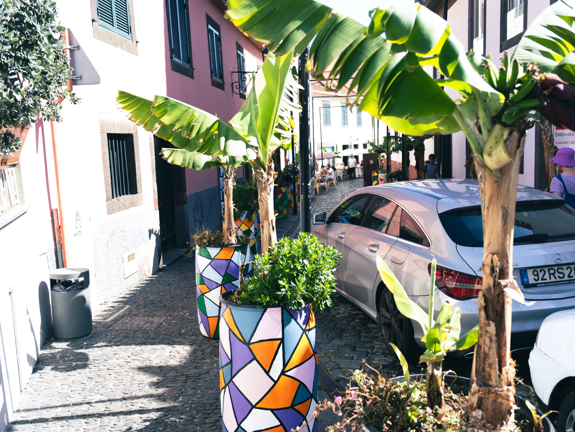 Dwarf Cavendish Banana (Musa acuminata) in Funchal