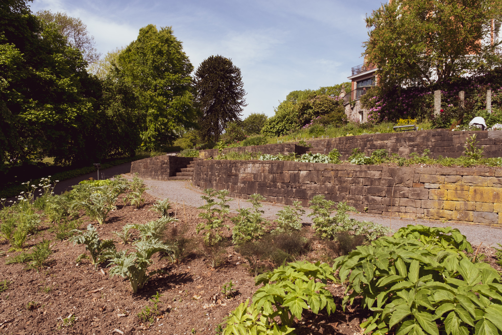 Araucaria araucana & Cardoon Beds, Wuppertal Garden