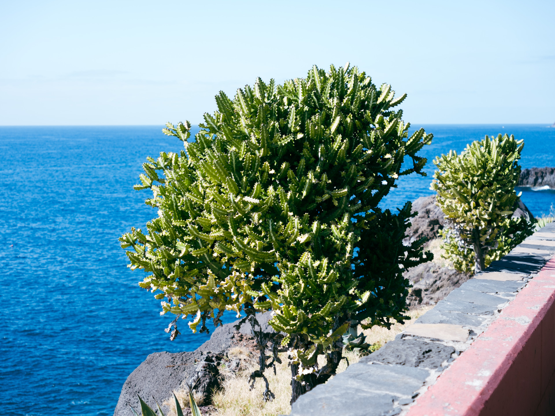 Candelabra Tree (Euphorbia ingens) on Madeira Coast