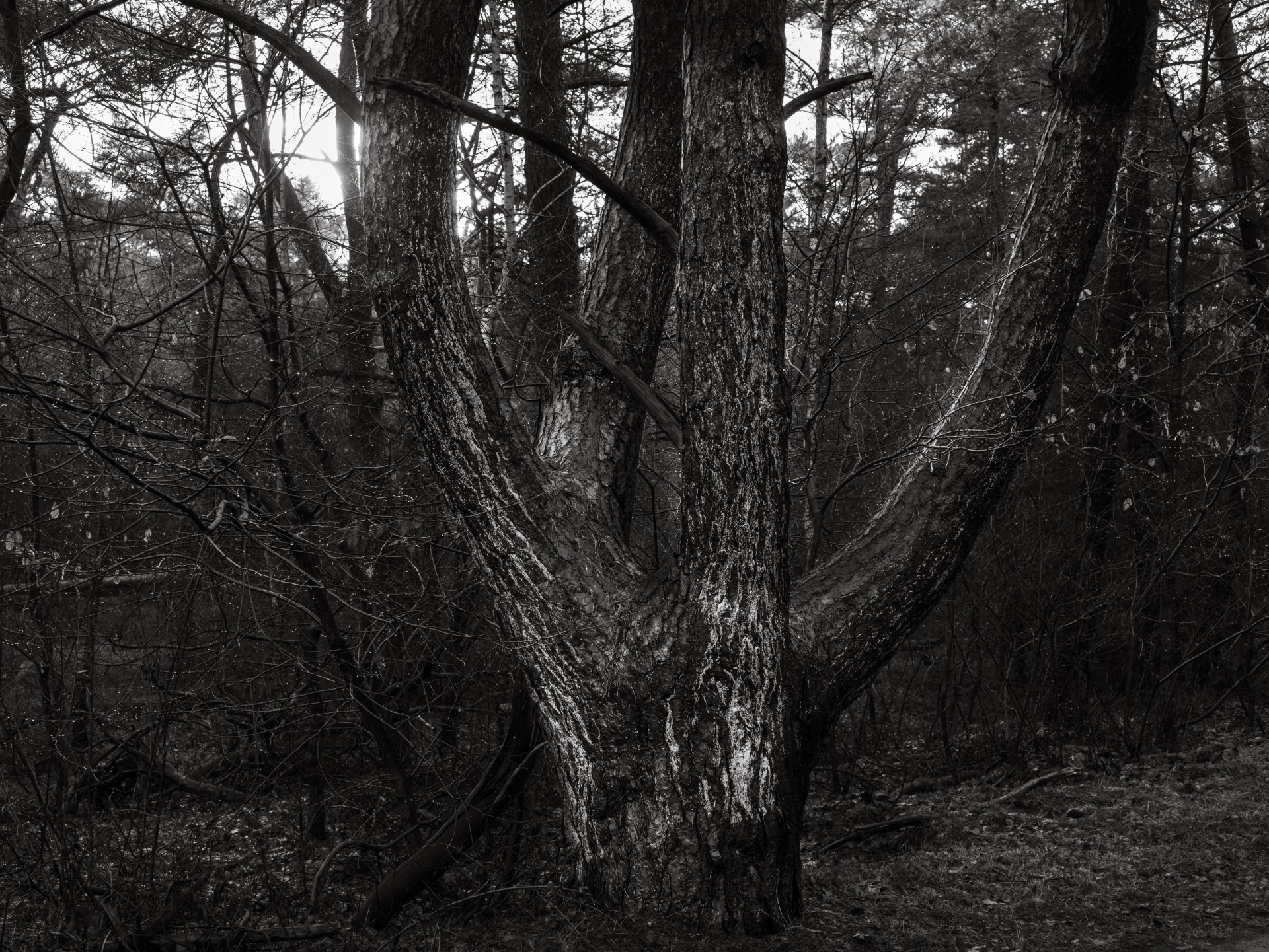 Ancient Tree in Winter Woods