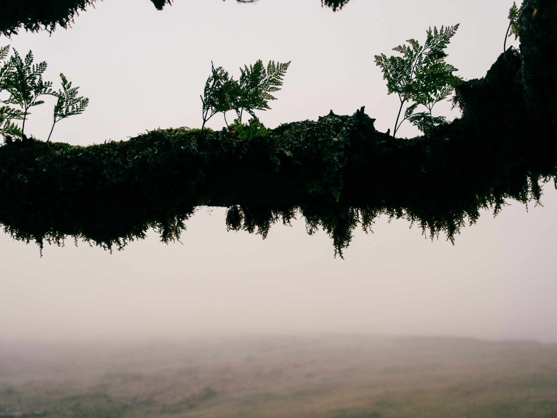 Ancient Til Tree (Ocotea foetens) in Fanal Mist