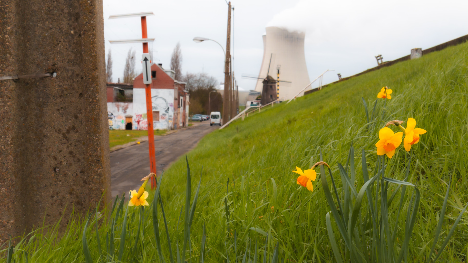 Daffodils Amidst Doel's Contrast