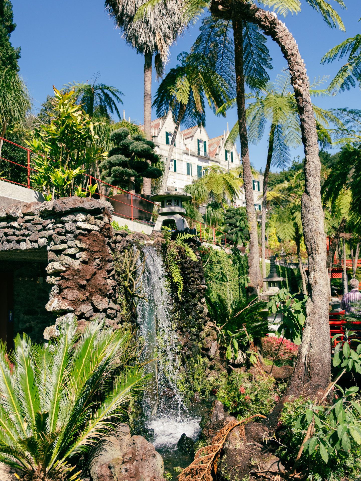 Tree Ferns (Sphaeropteris cooperi) at Monte Palace Garden
