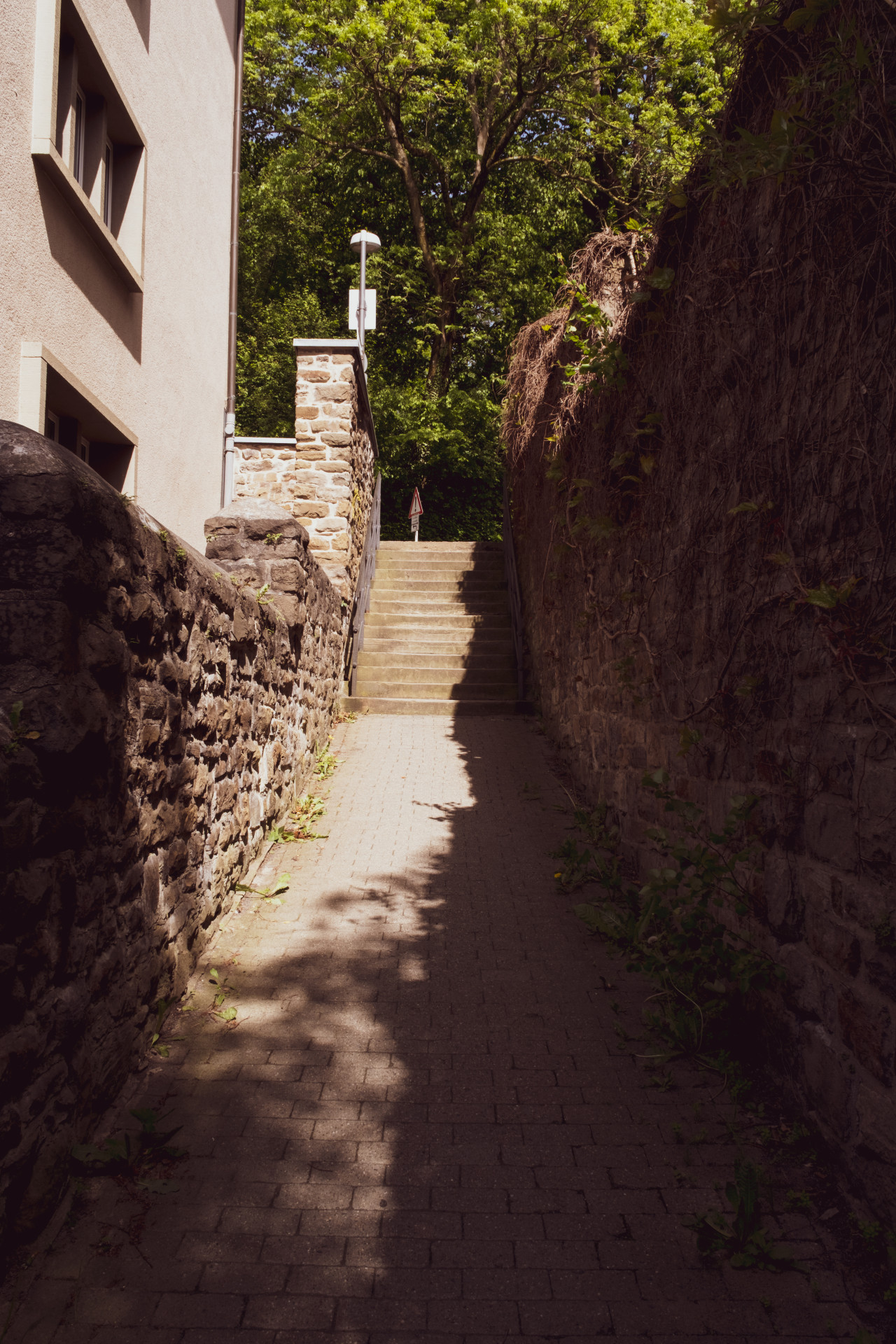 Sunlit Alleyway with Common Ivy (Hedera helix) in Wuppertal